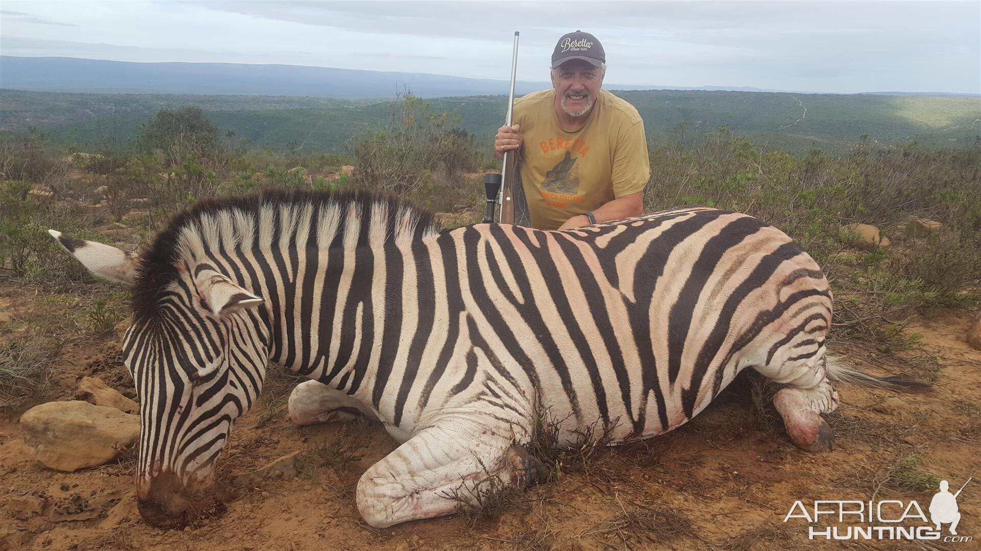 South Africa Hunting Burchell's Plain Zebra