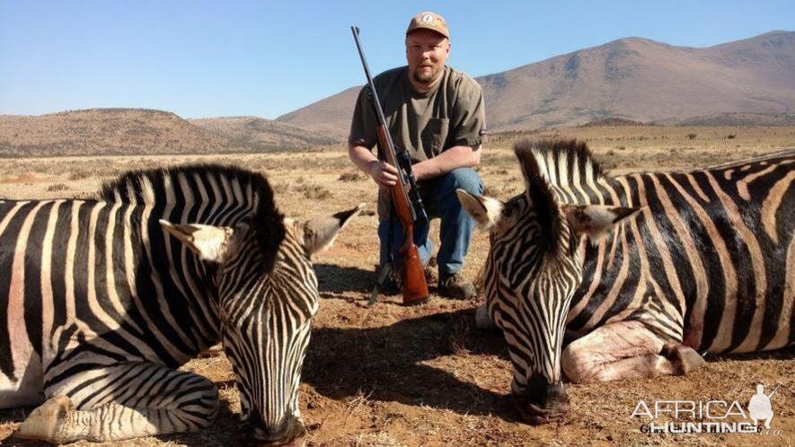 South Africa Hunting Burchell's Plain Zebra