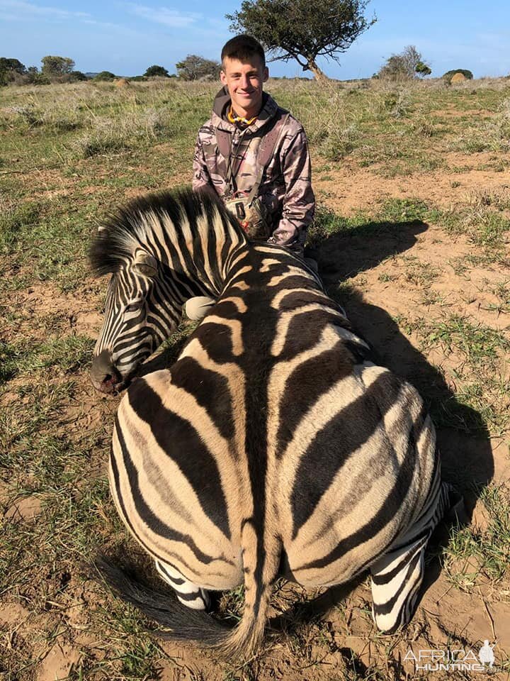 South Africa Hunting Burchell's Plain Zebra