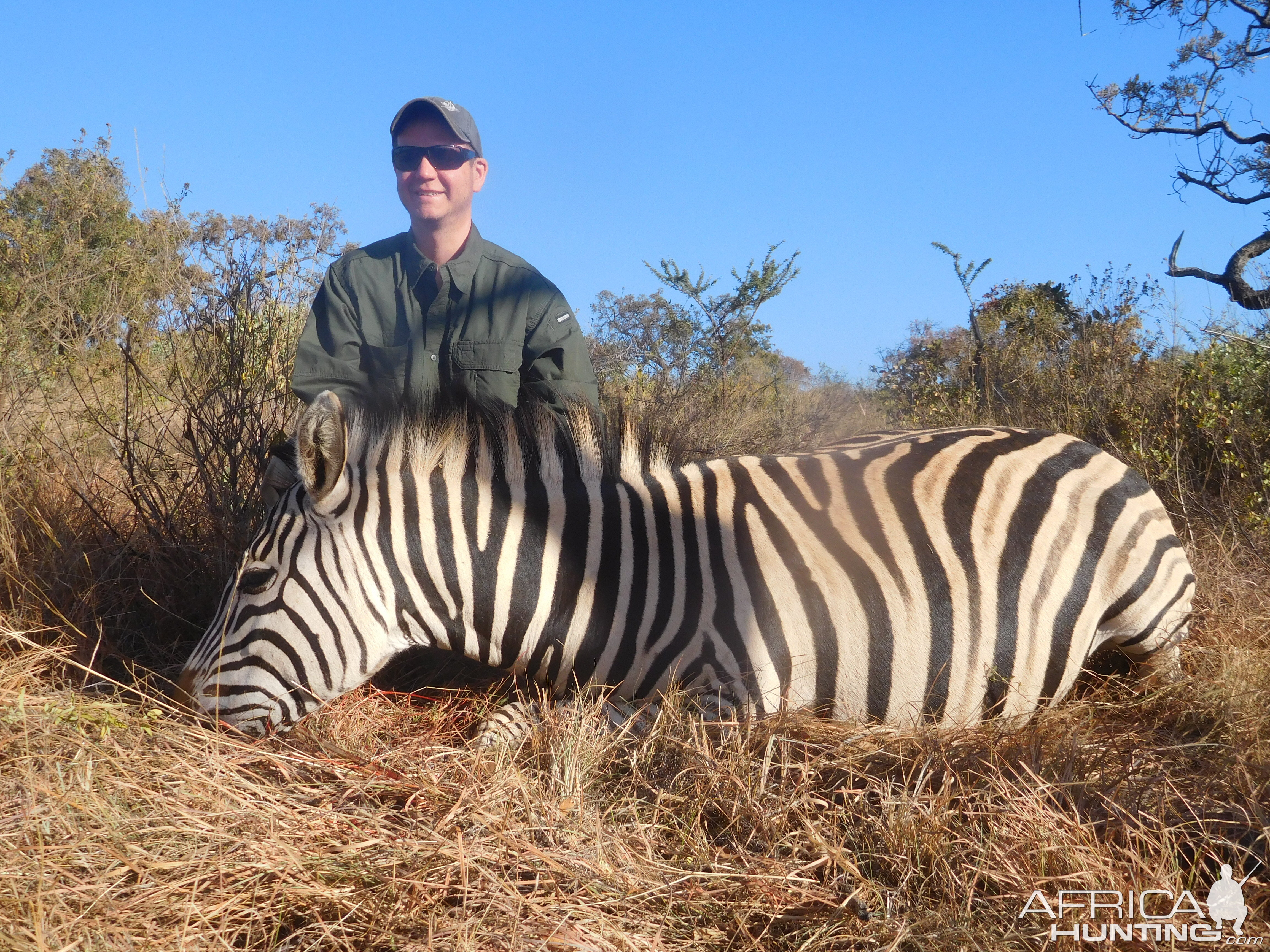 South Africa Hunting Burchell's Plain Zebra