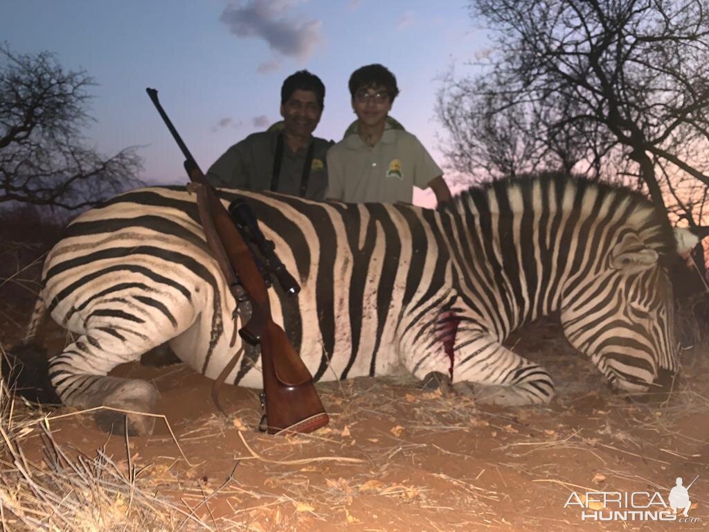 South Africa Hunting Burchell's Plain Zebra