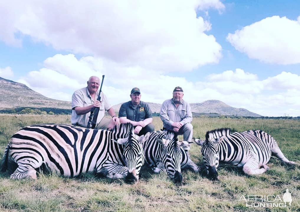 South Africa Hunting Burchel's Plain Zebra