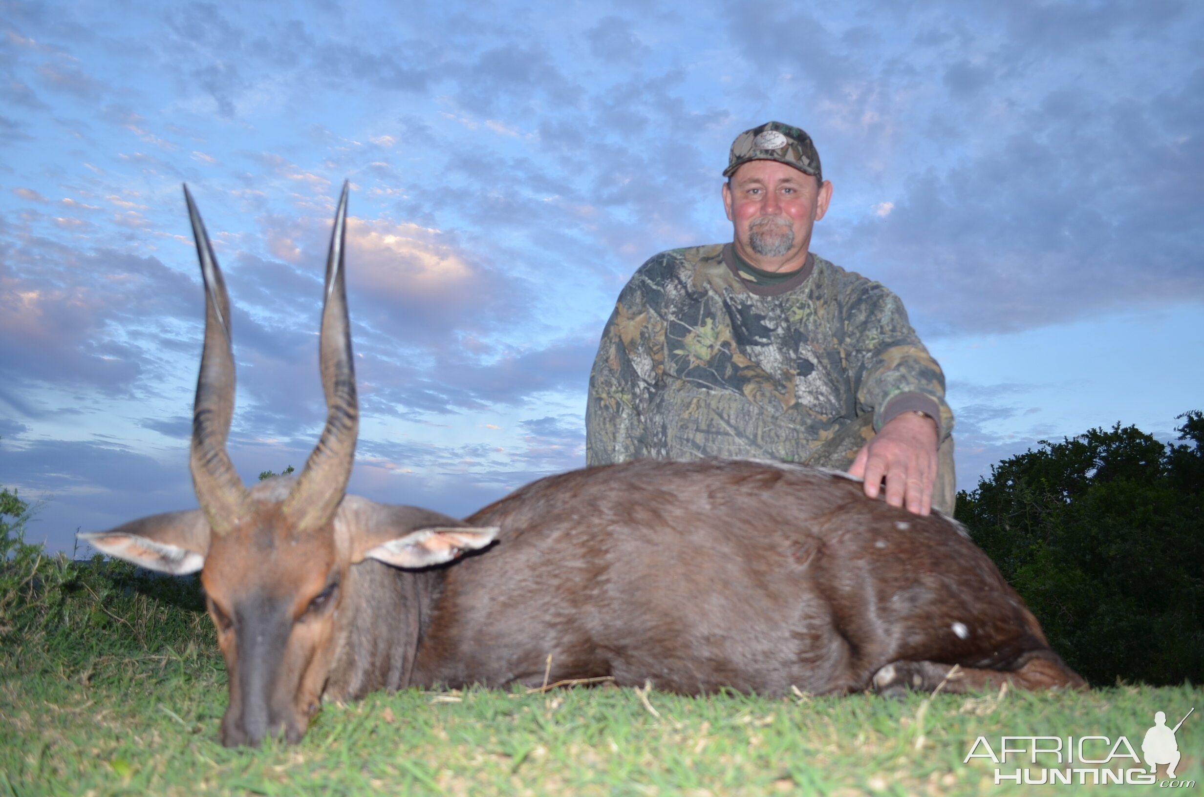 South Africa Hunting Bushbuck