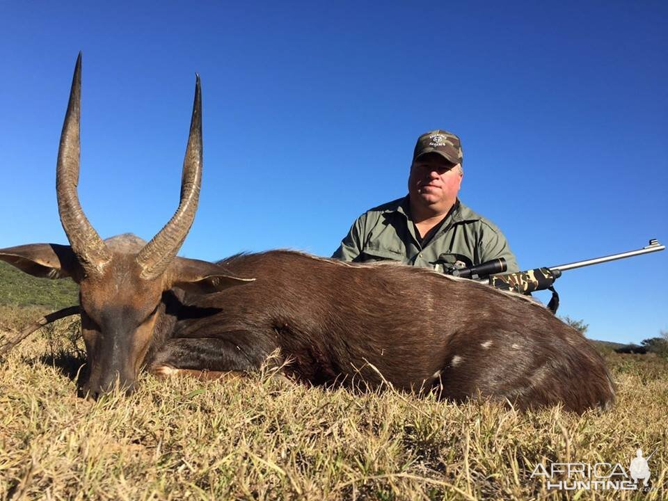 South Africa Hunting Bushbuck