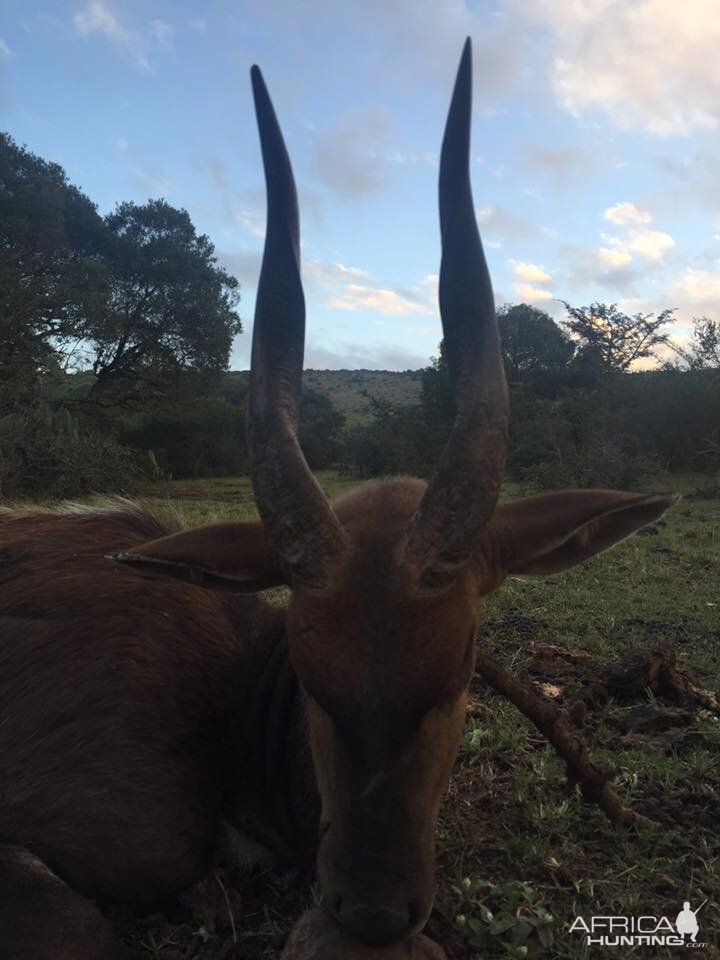 South Africa Hunting Bushbuck