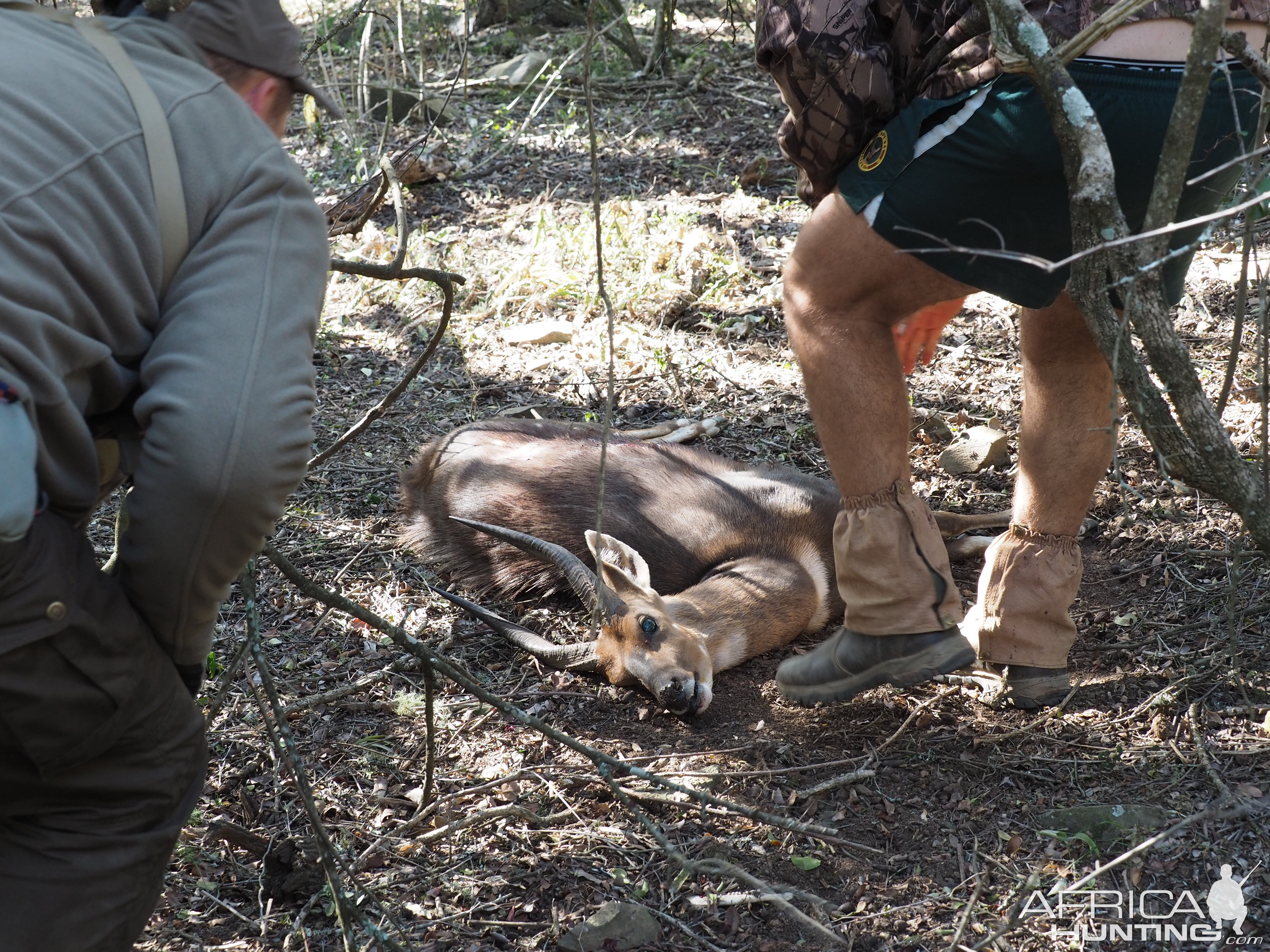 South Africa Hunting Bushbuck