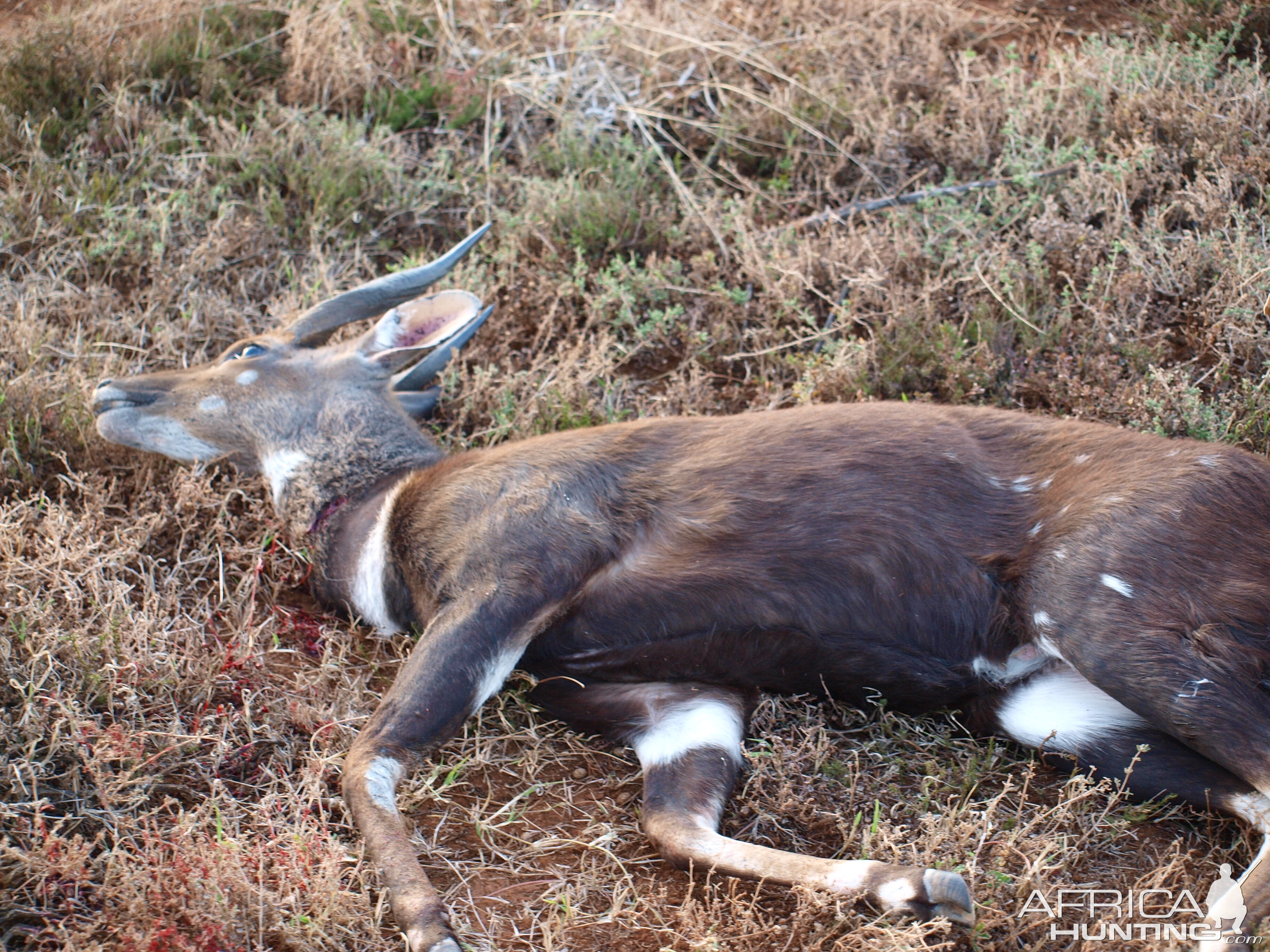 South Africa Hunting Bushbuck