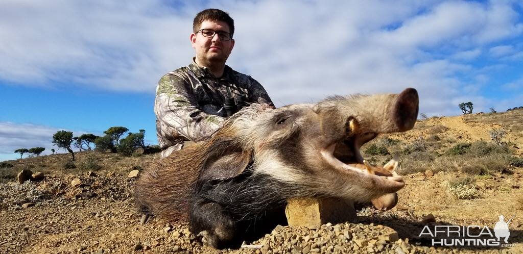 South Africa Hunting Bushpig