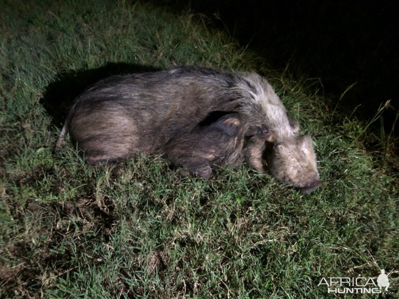 South Africa Hunting Bushpig