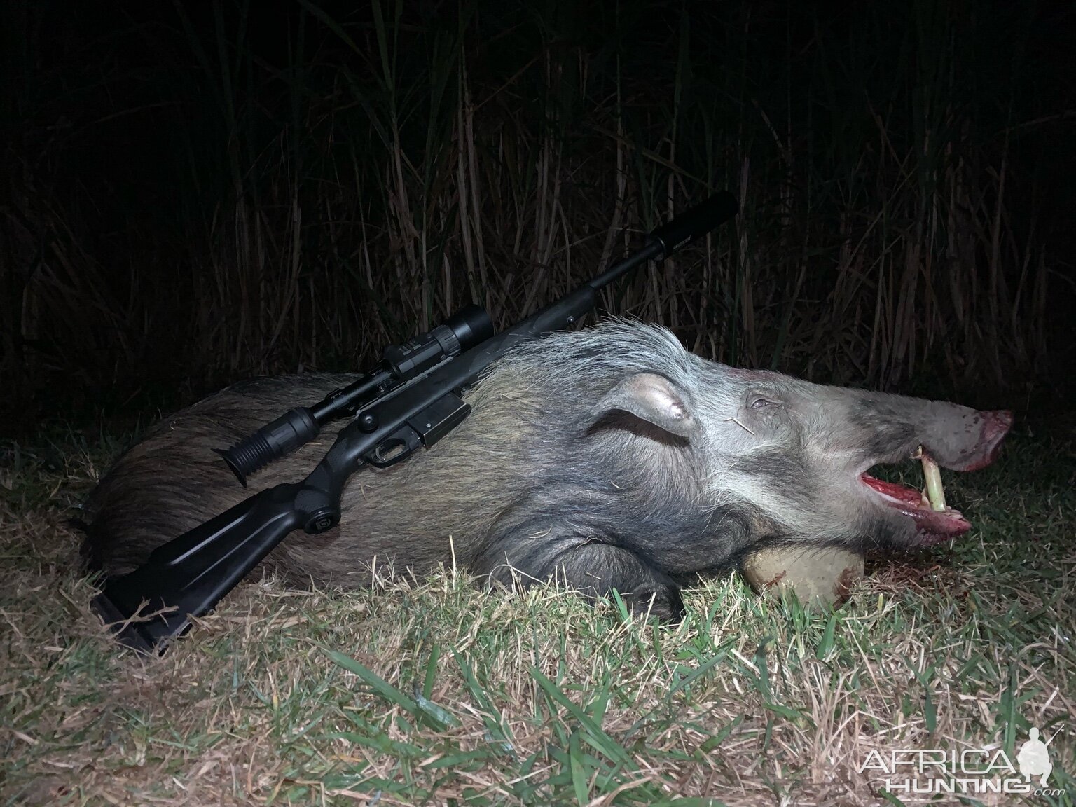 South Africa Hunting Bushpig