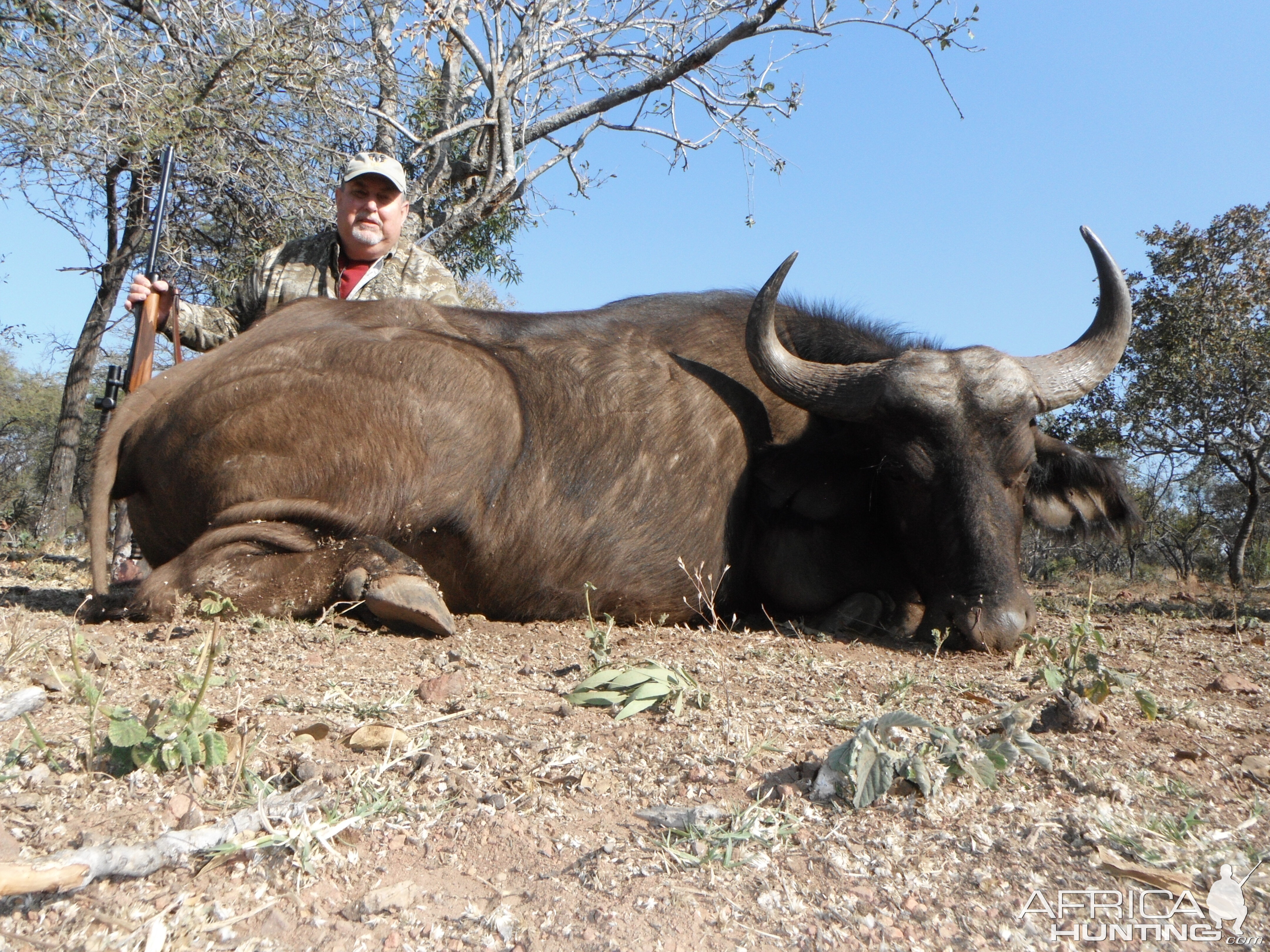 South Africa Hunting Cape Buffalo Cow