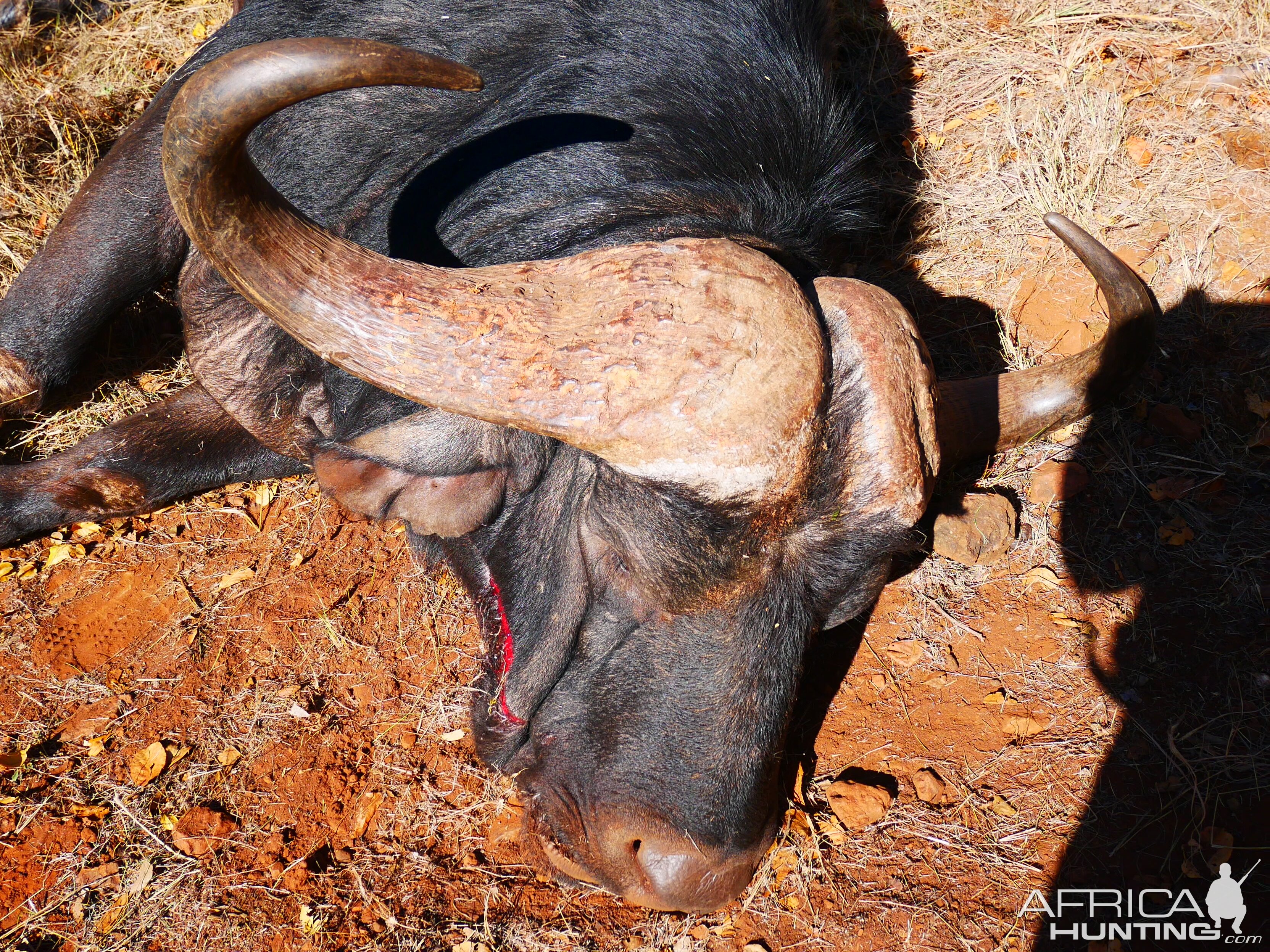 South Africa Hunting Cape Buffalo