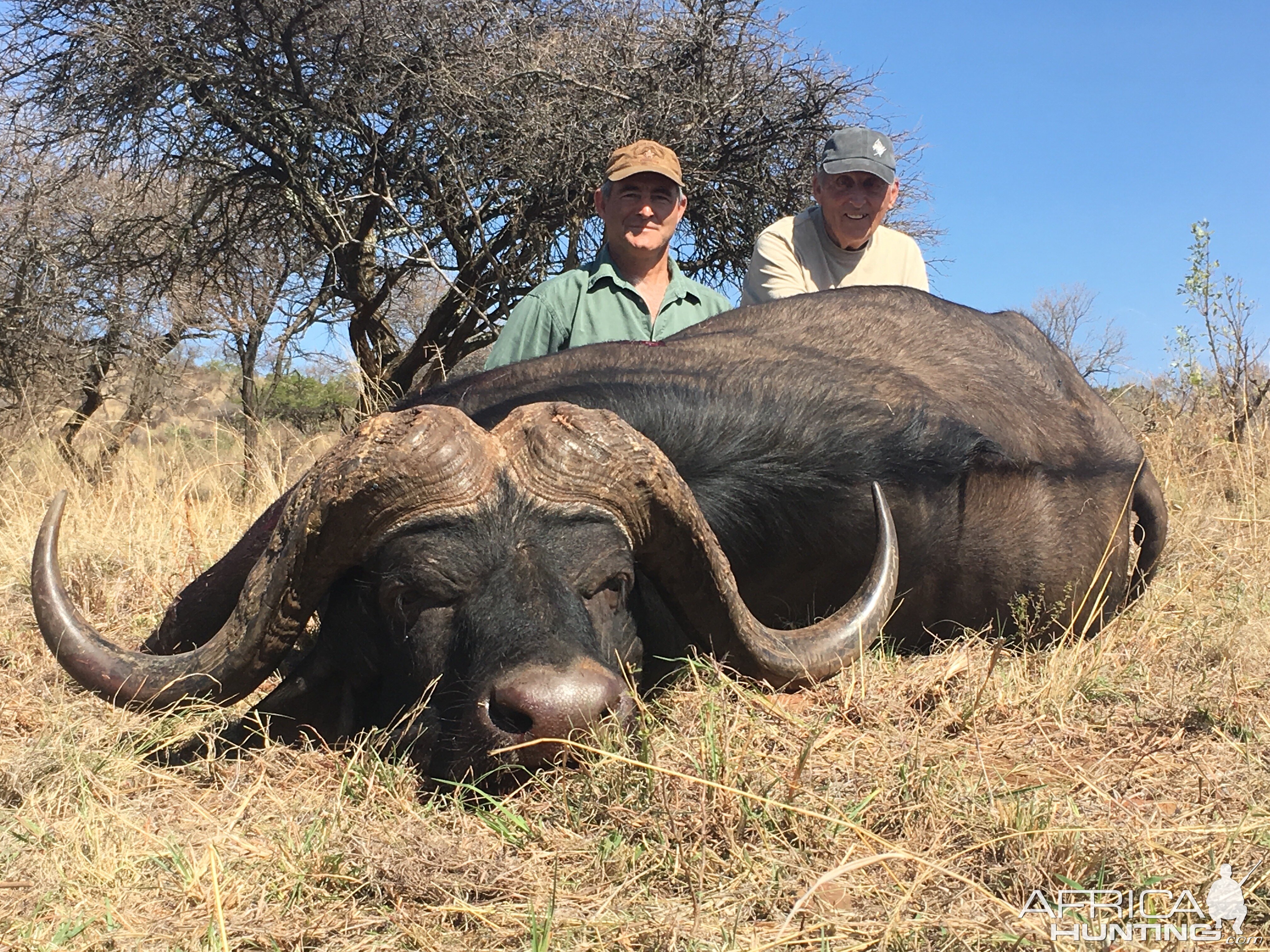 South Africa Hunting Cape Buffalo