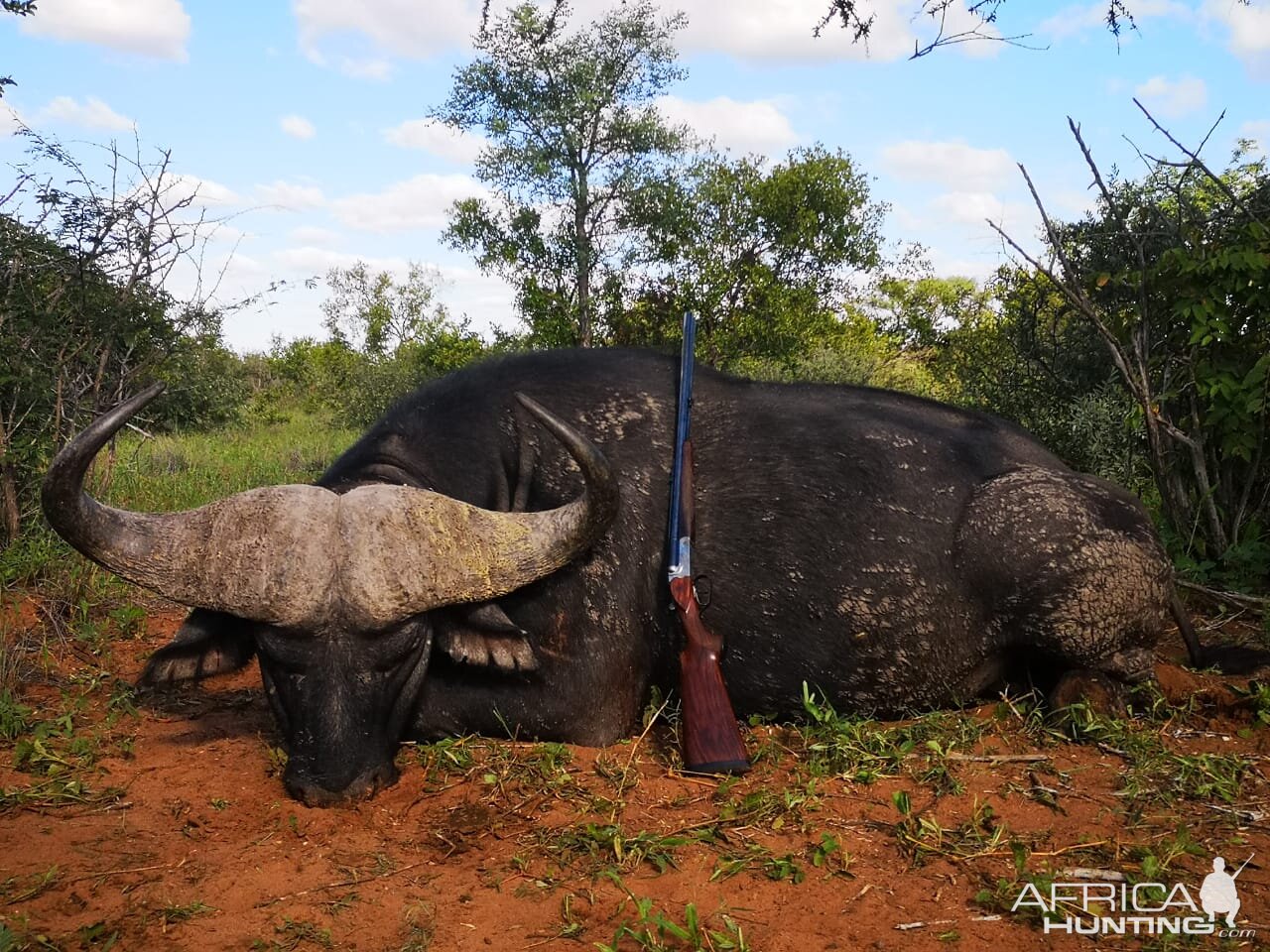 South Africa Hunting Cape Buffalo