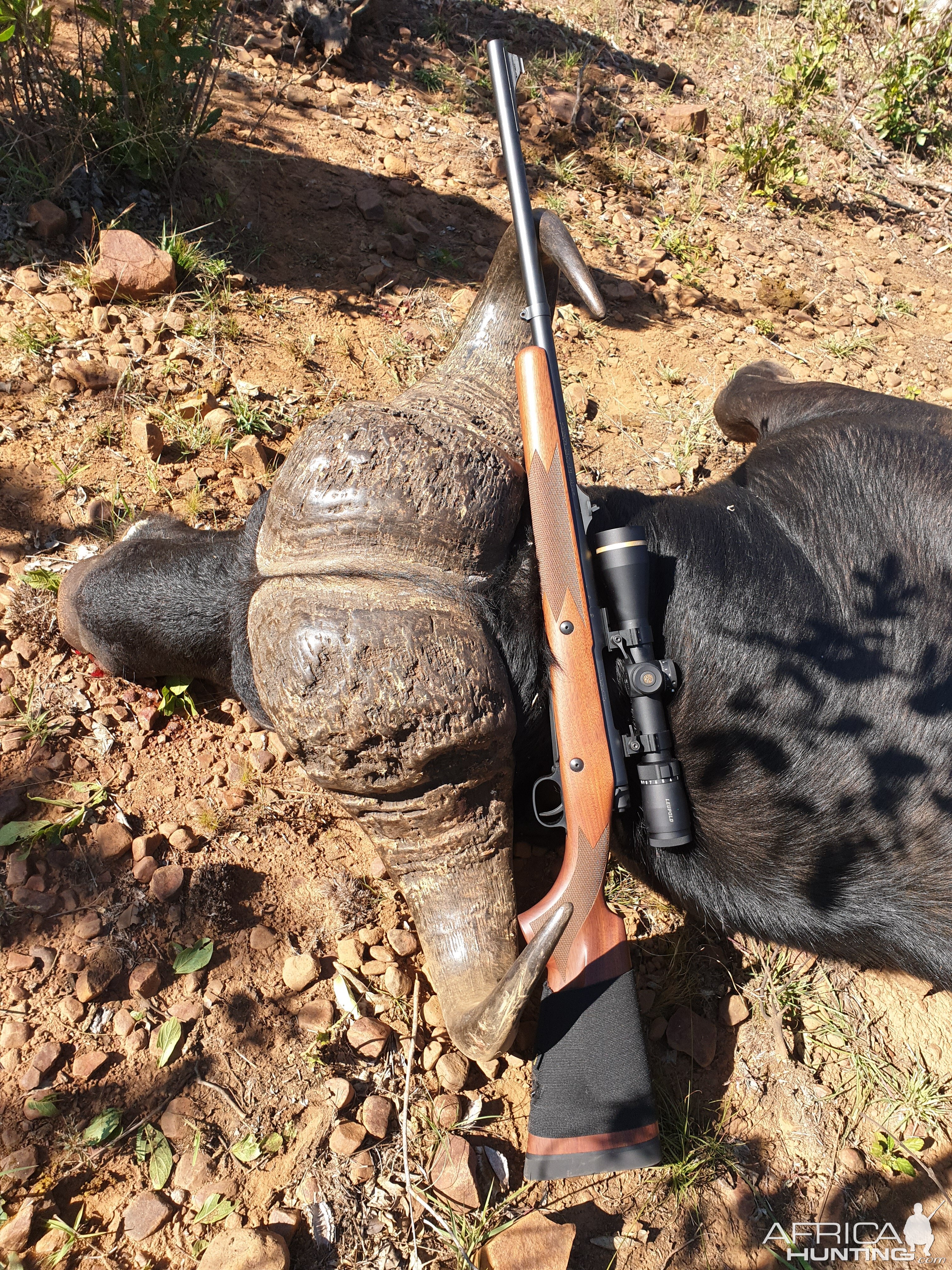 South Africa Hunting Cape Buffalo