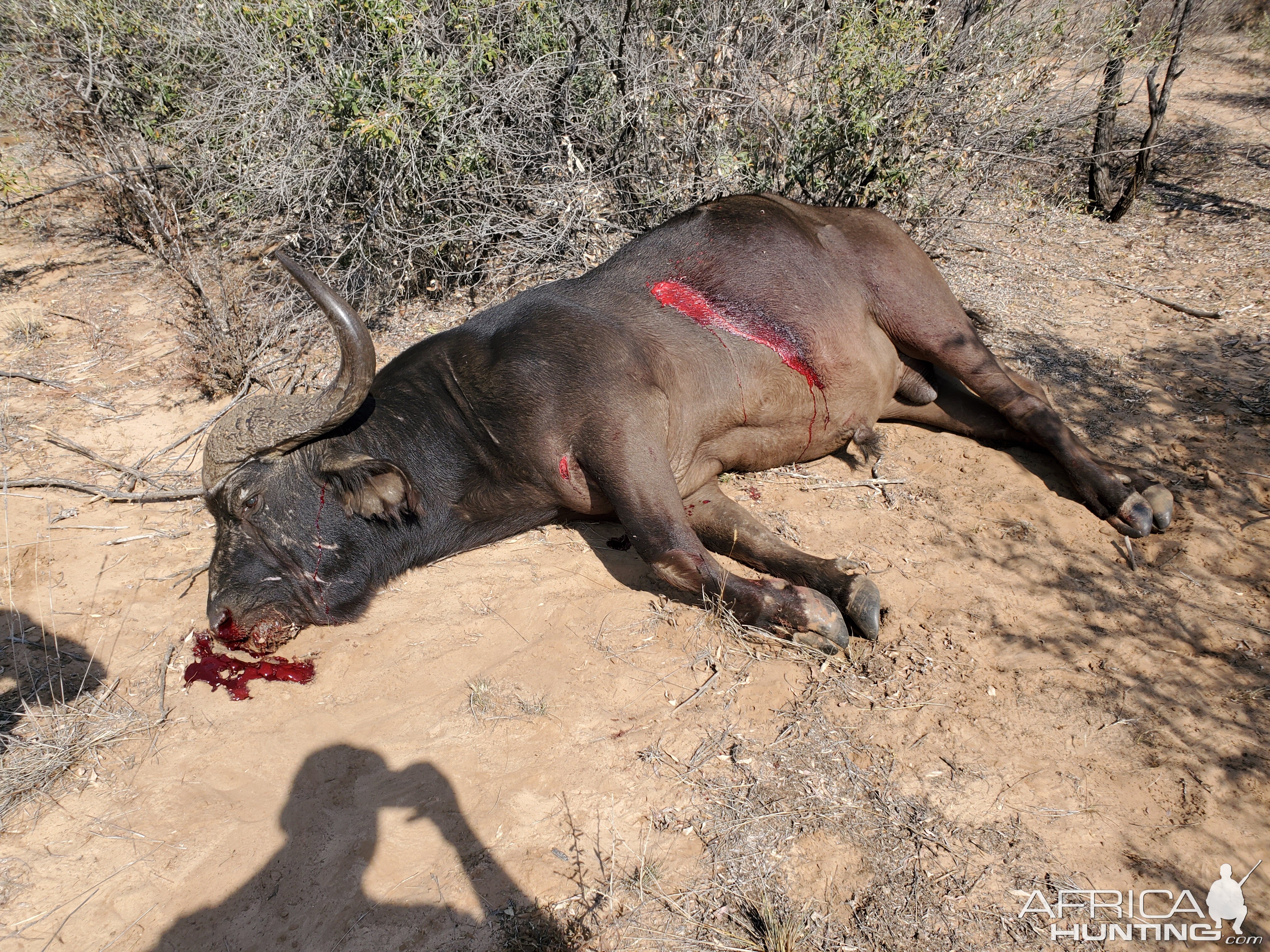 South Africa Hunting Cape Buffalo