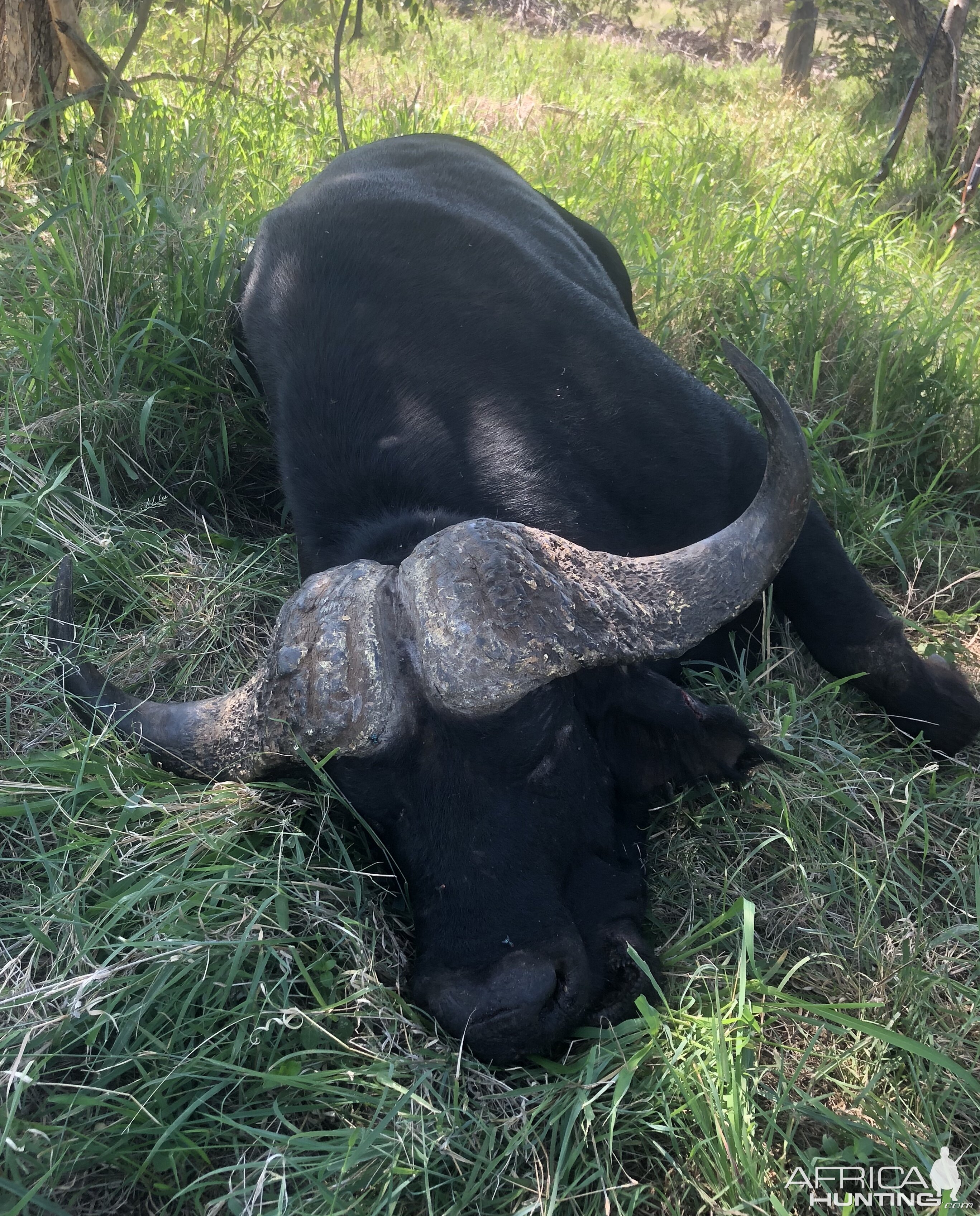 South Africa Hunting Cape Buffalo