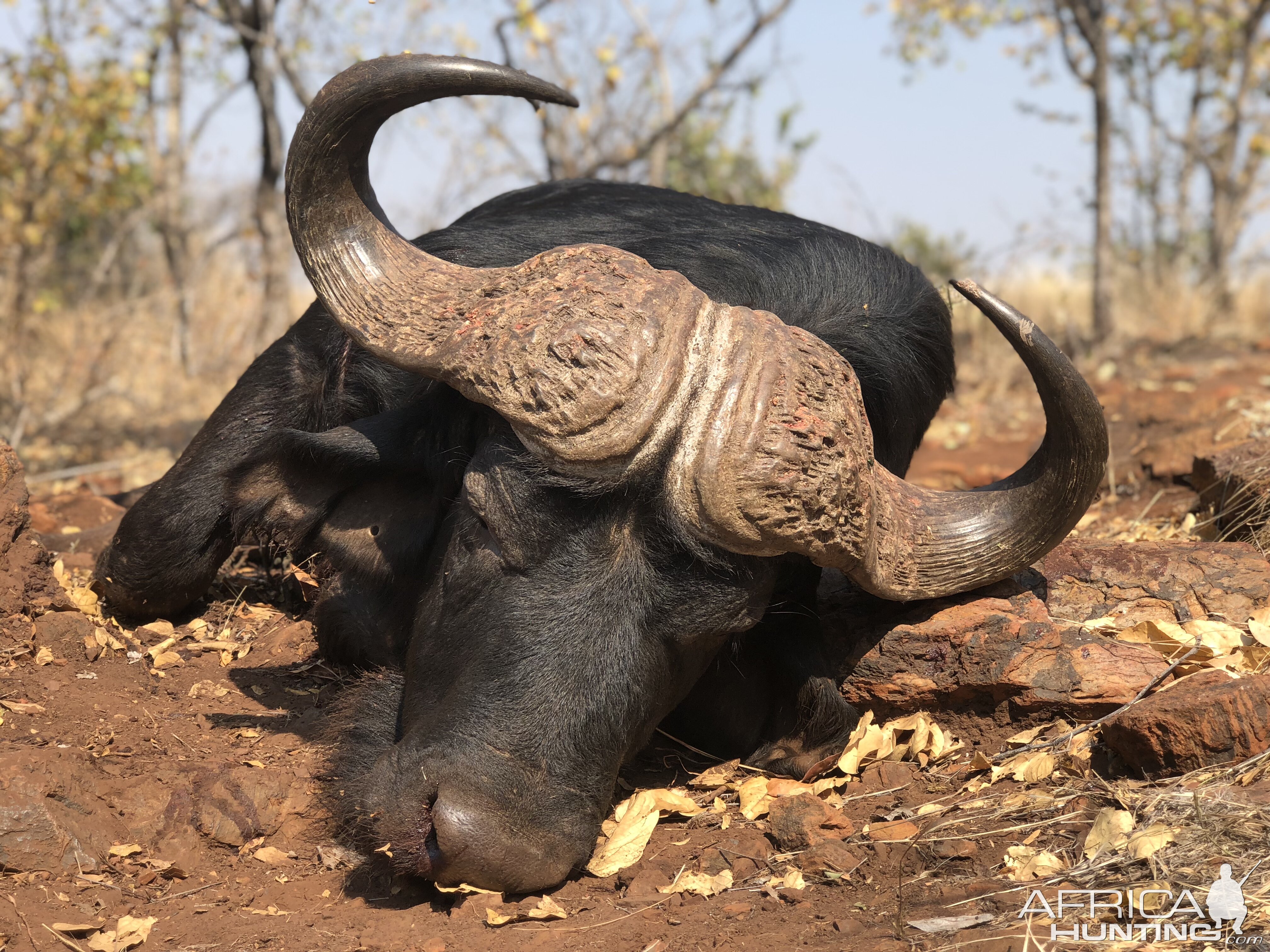 South Africa Hunting Cape Buffalo