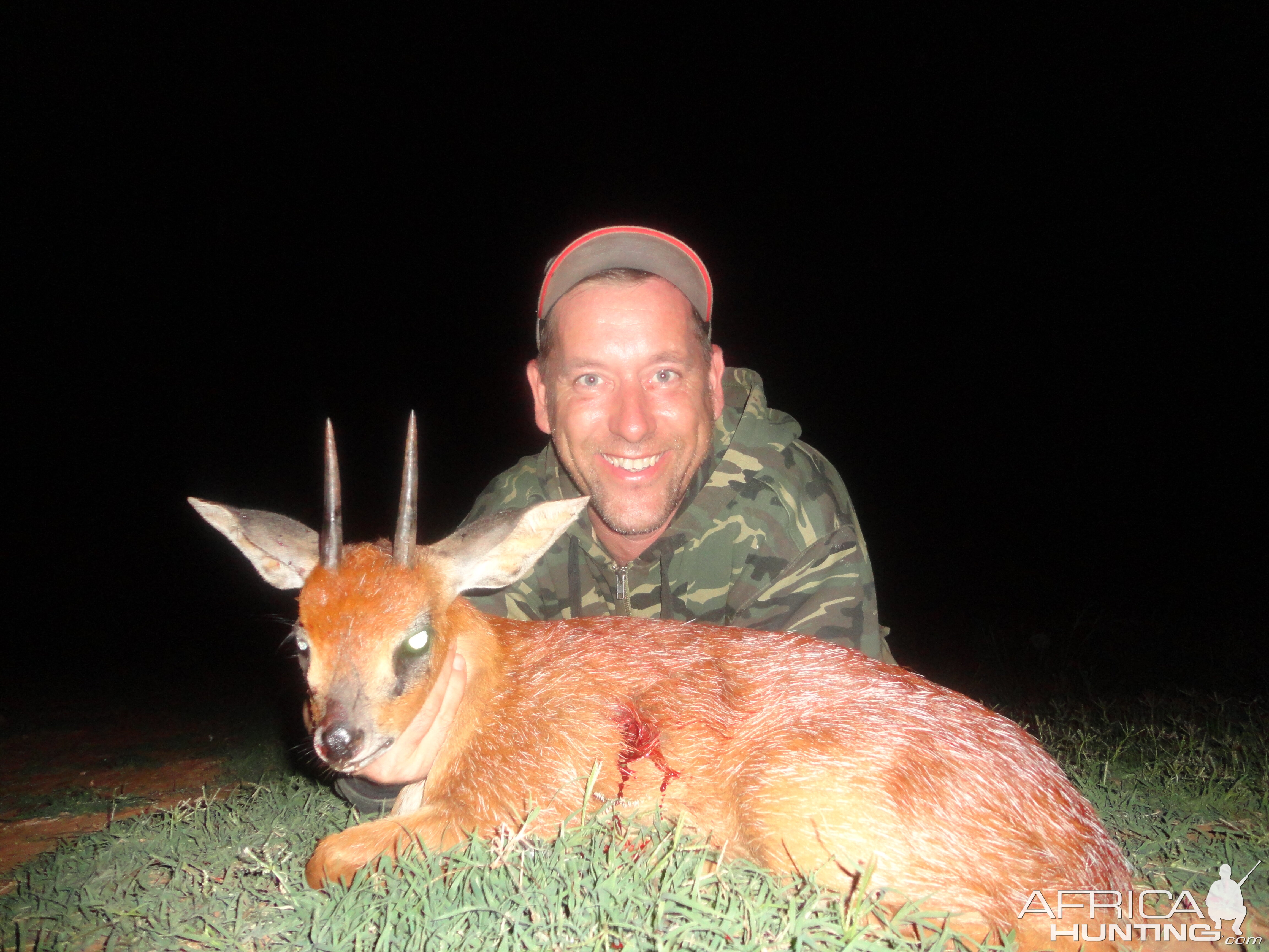 South Africa Hunting Cape Grysbok