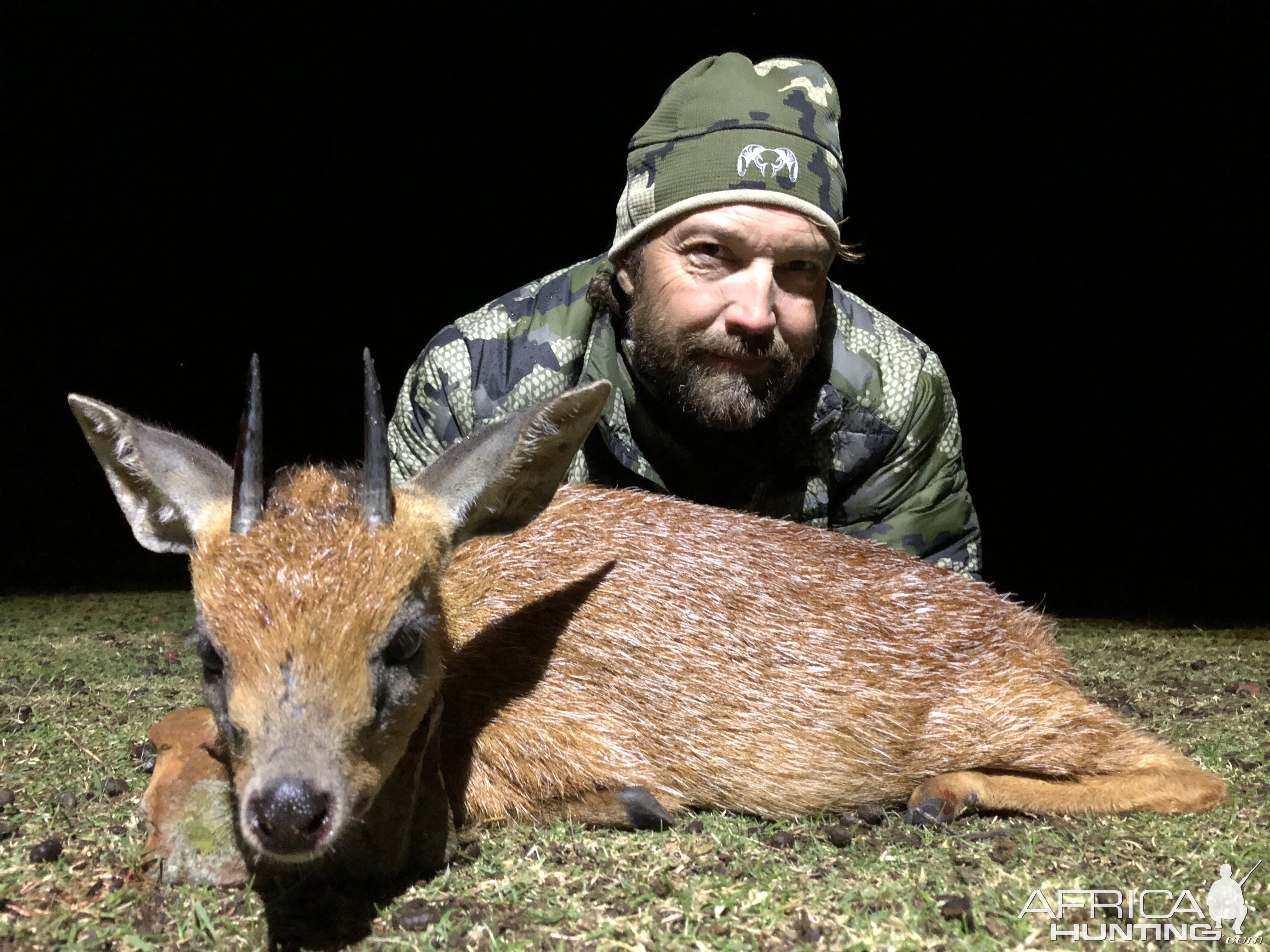 South Africa Hunting Cape Grysbok