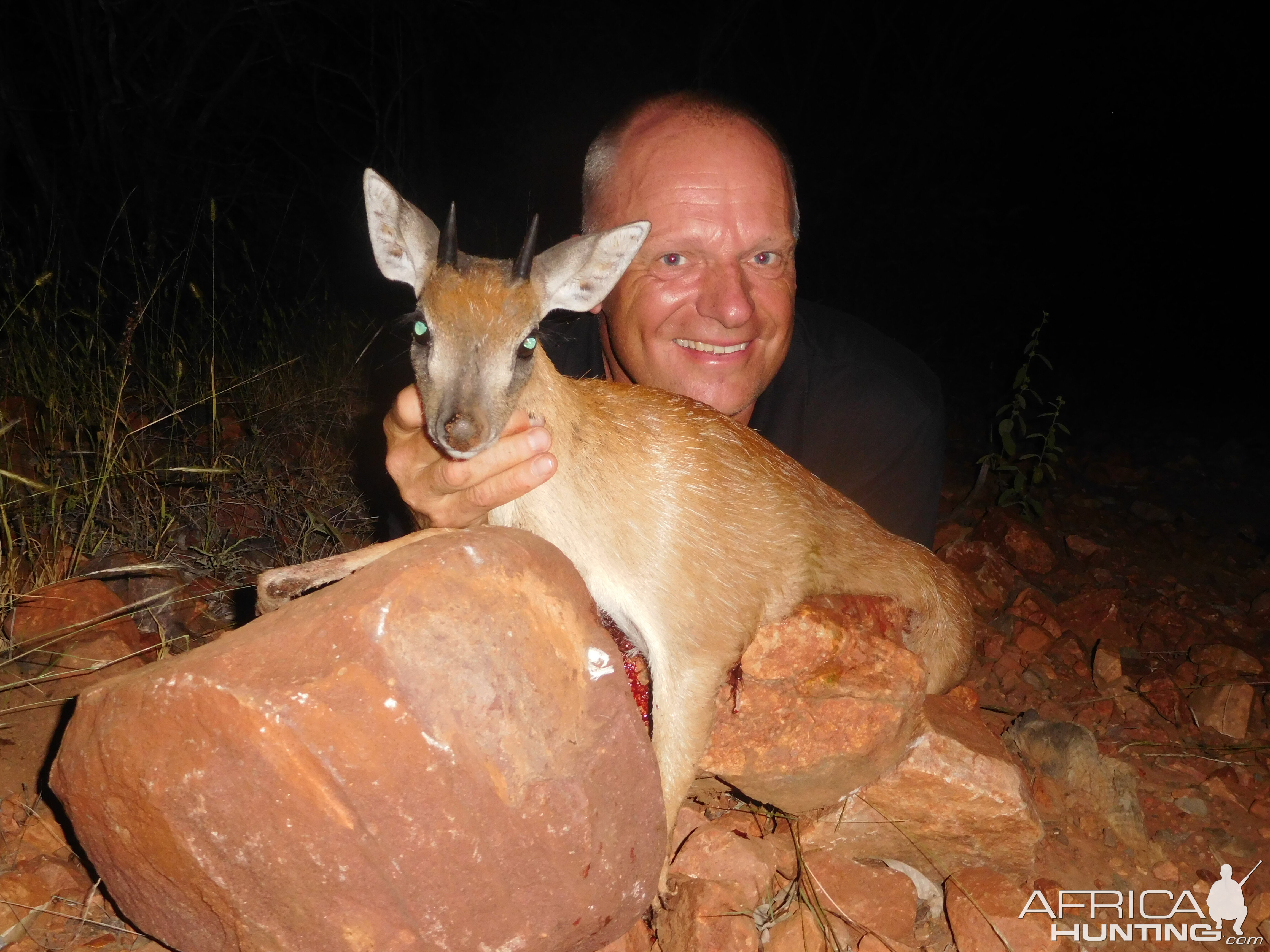 South Africa Hunting Cape Grysbok