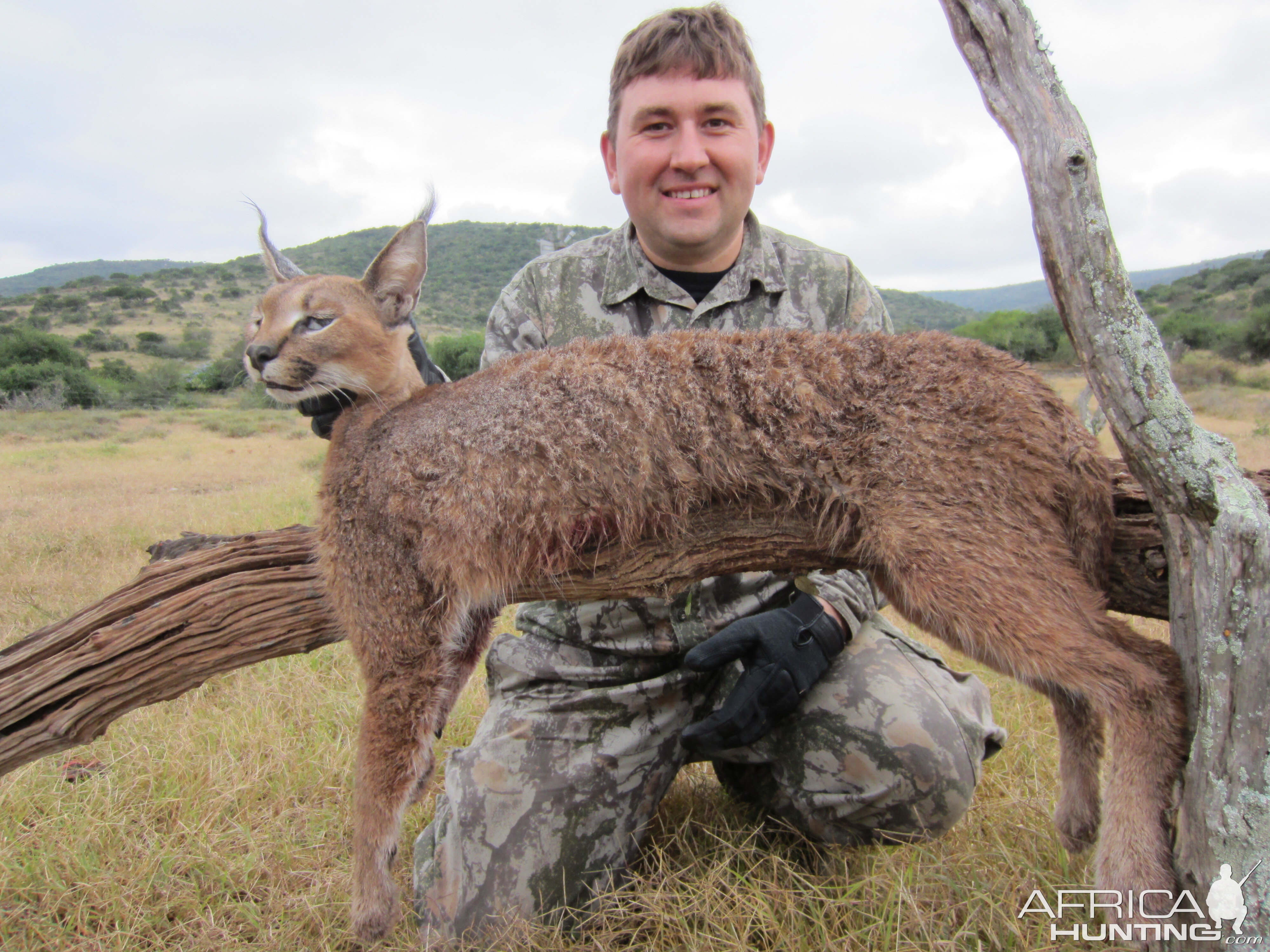 South Africa Hunting Caracal