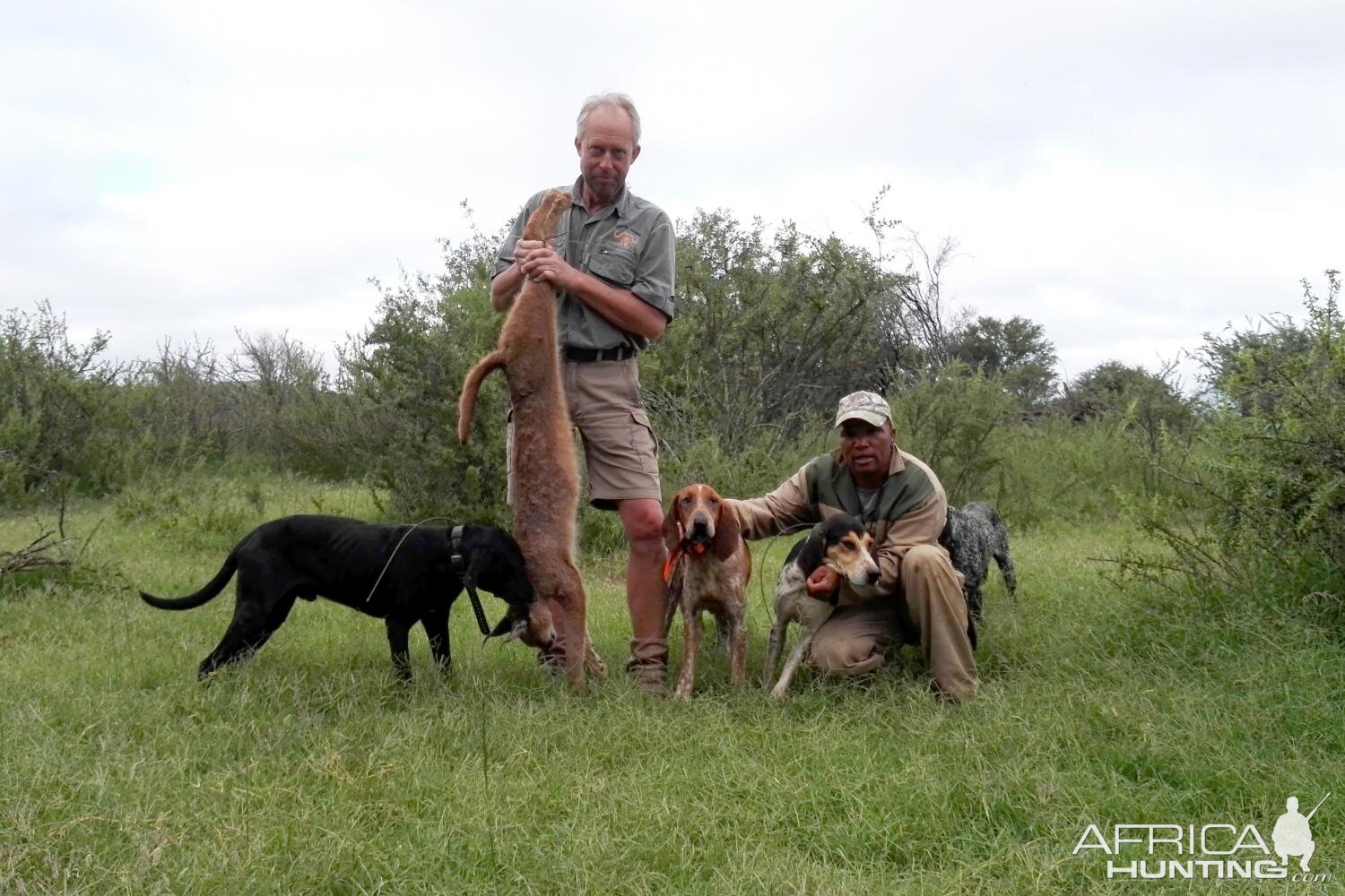 South Africa Hunting Caracal