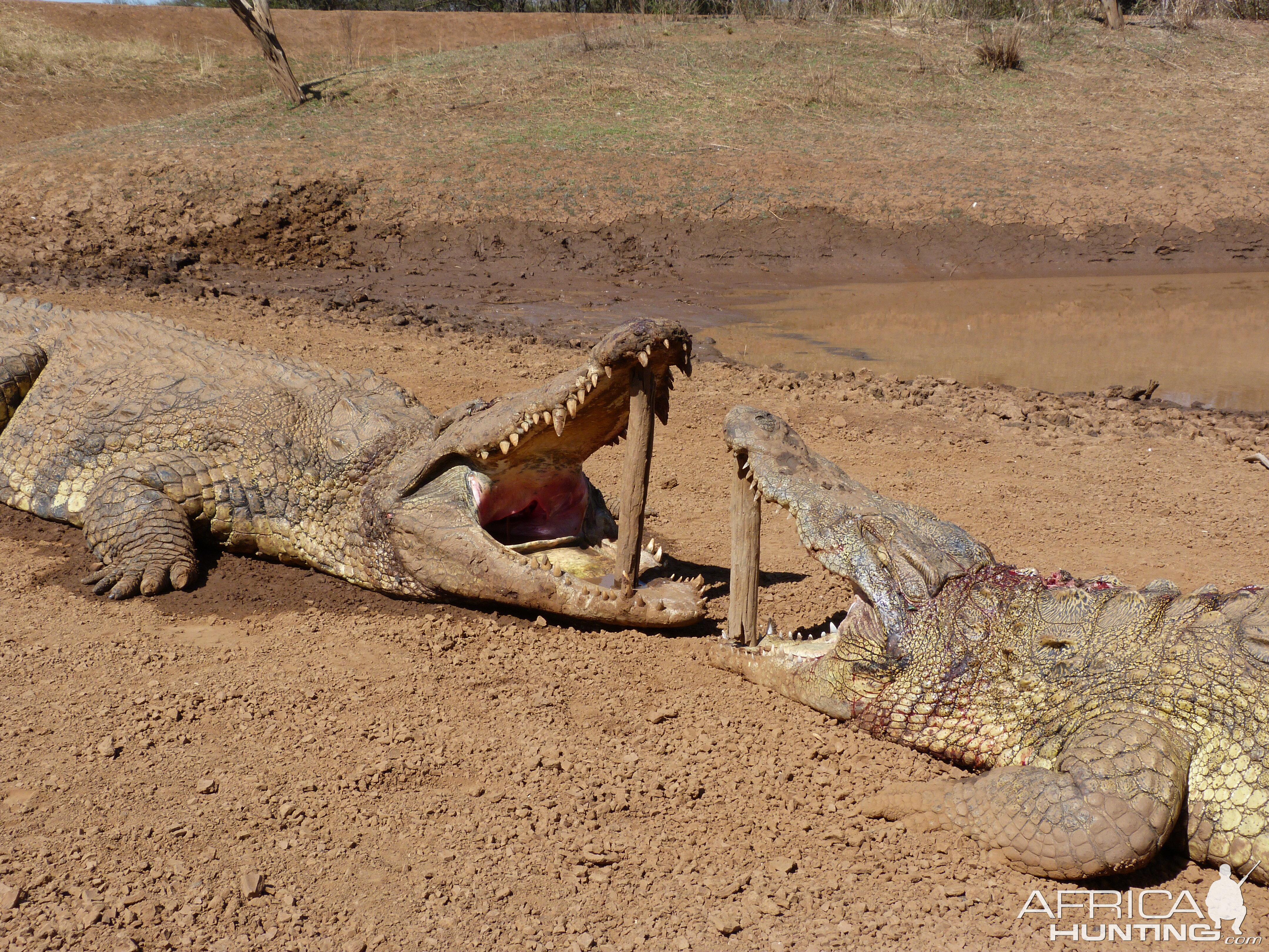 South Africa Hunting Crocodile