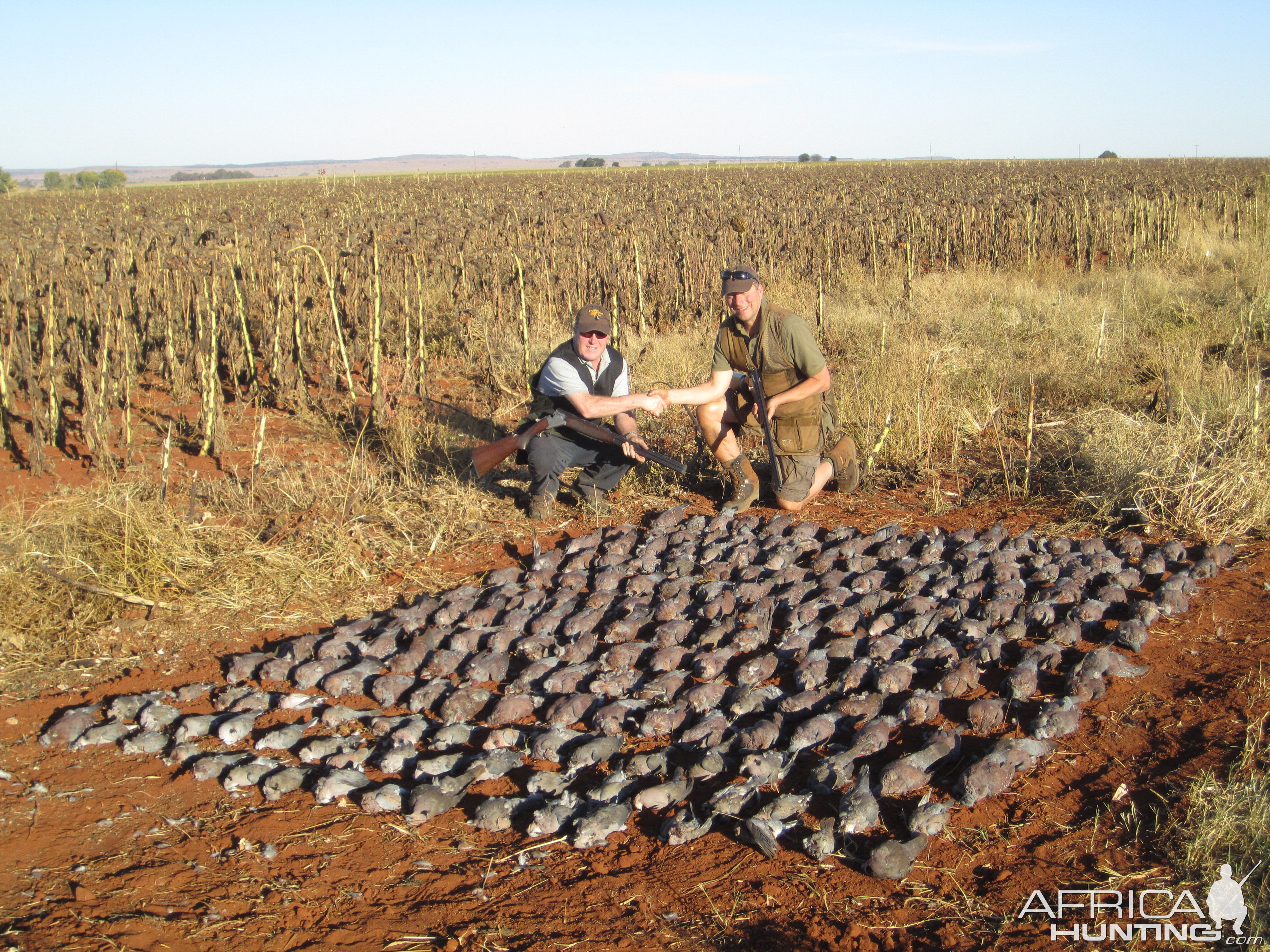 South Africa Hunting Doves & Pigeons