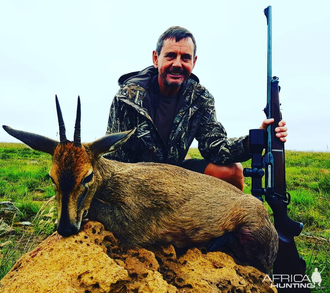 South Africa Hunting Duiker