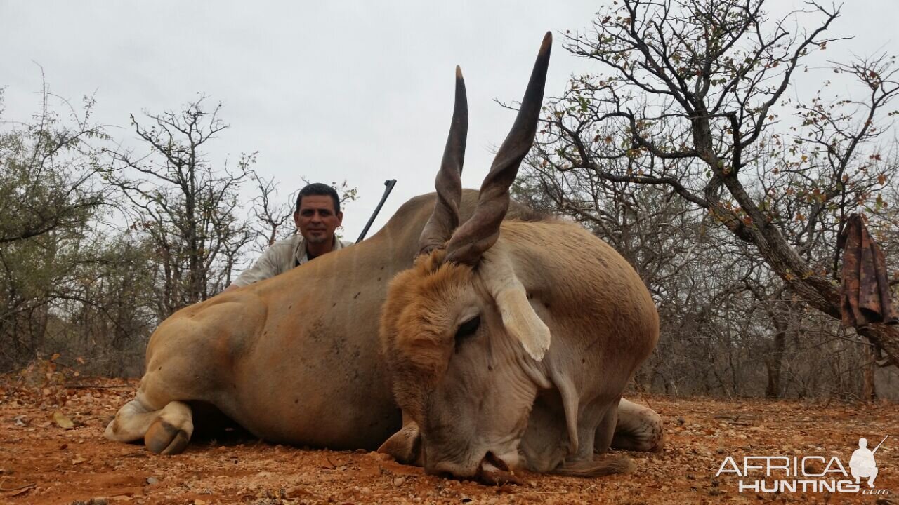 South Africa Hunting Eland