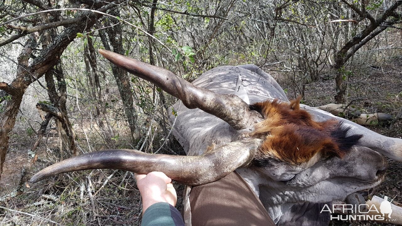 South Africa Hunting Eland