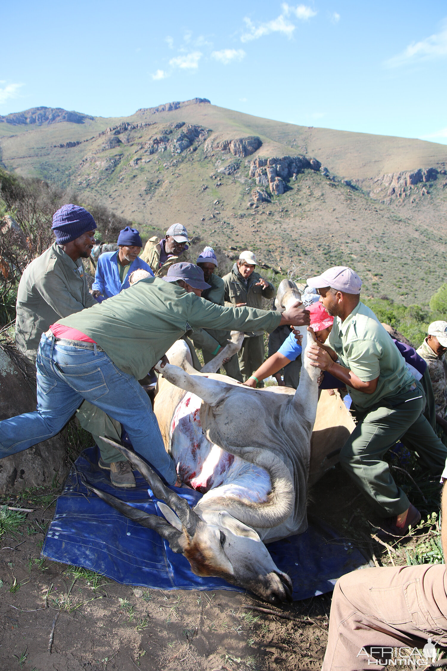 South Africa Hunting Eland