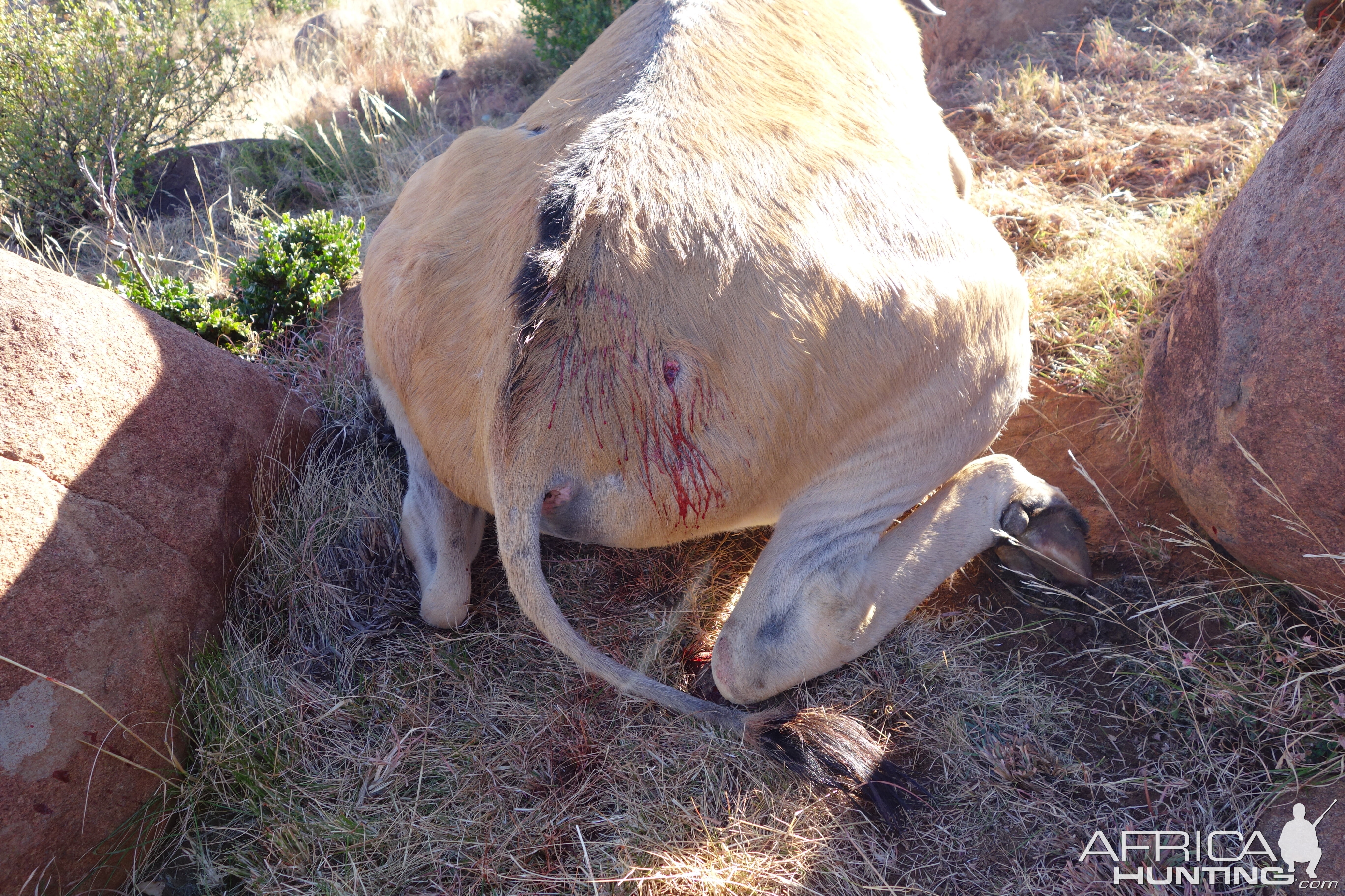 South Africa Hunting Eland