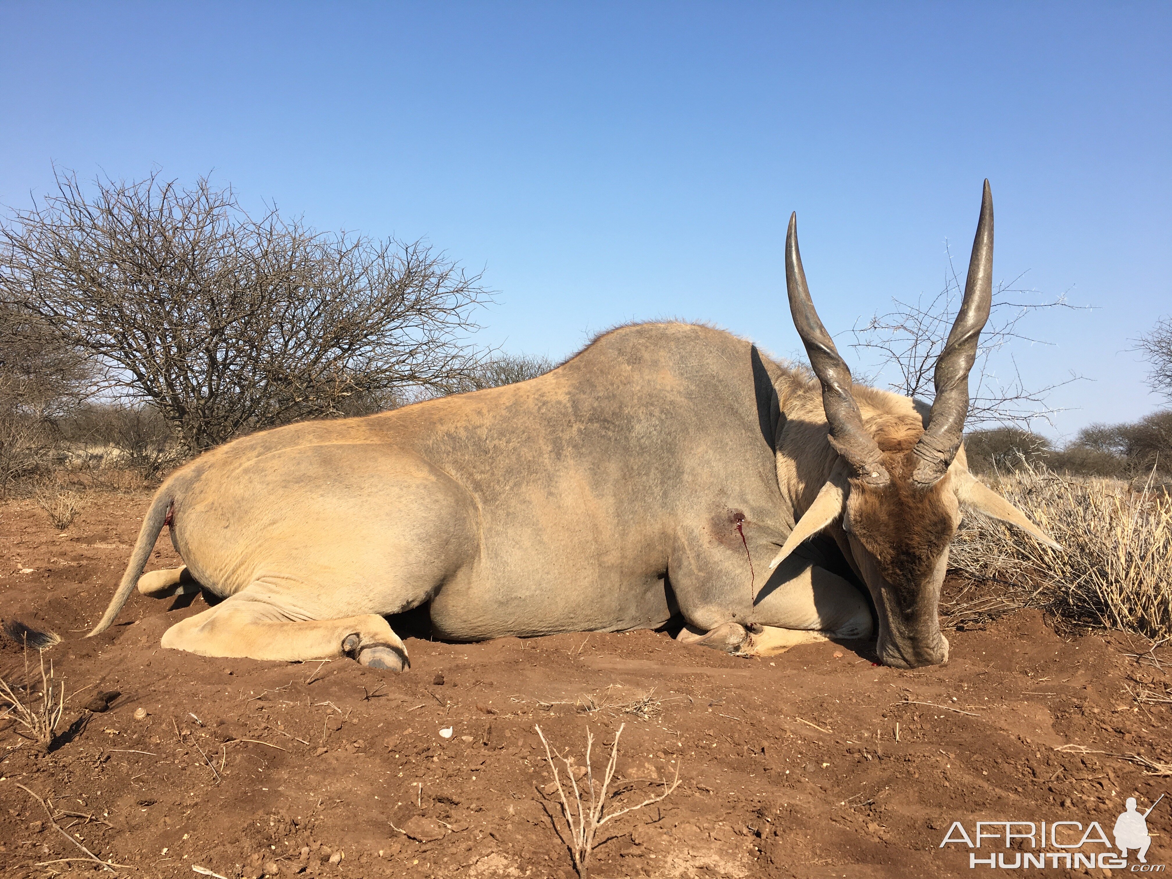 South Africa Hunting Eland