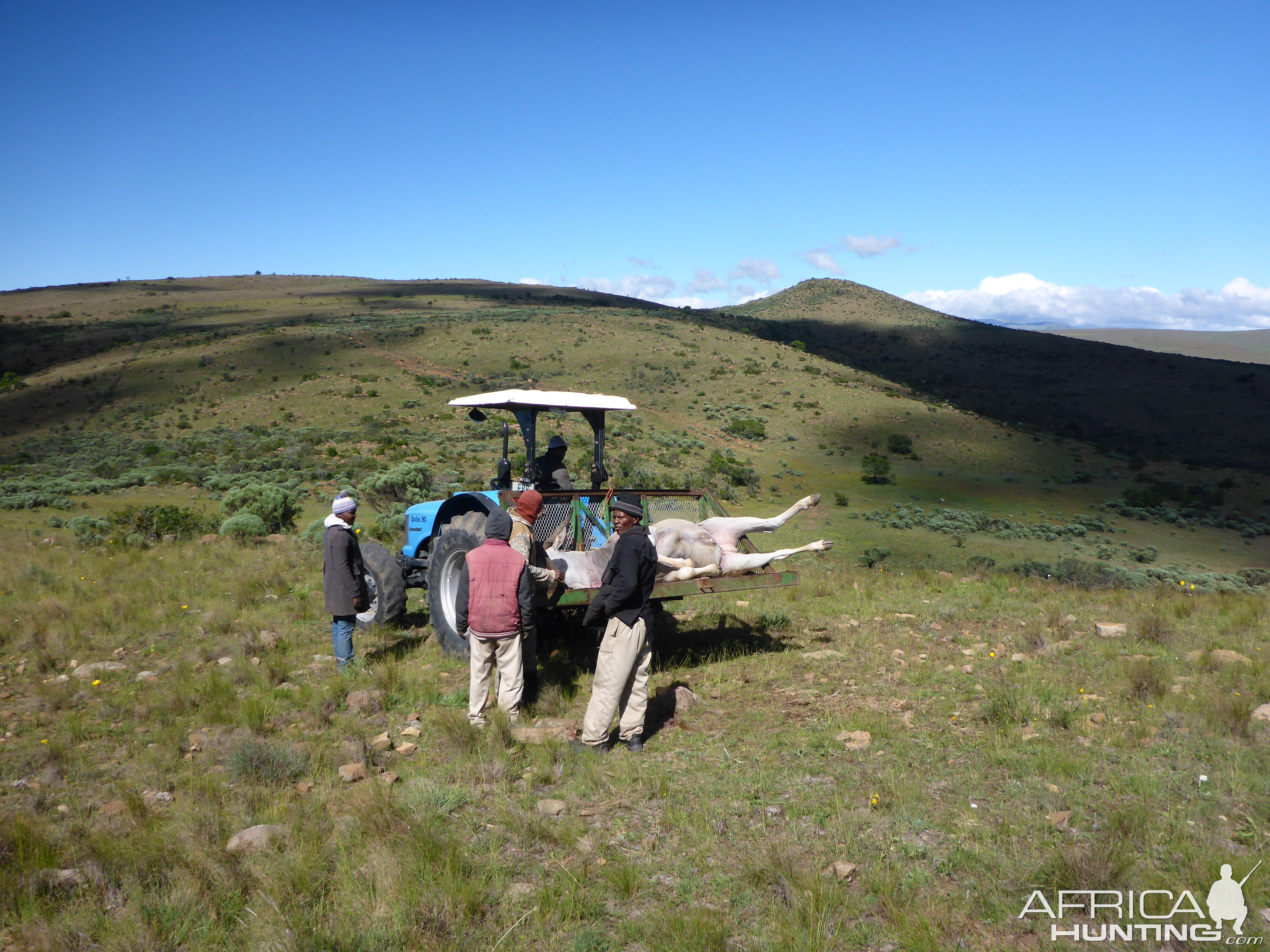 South Africa Hunting Eland