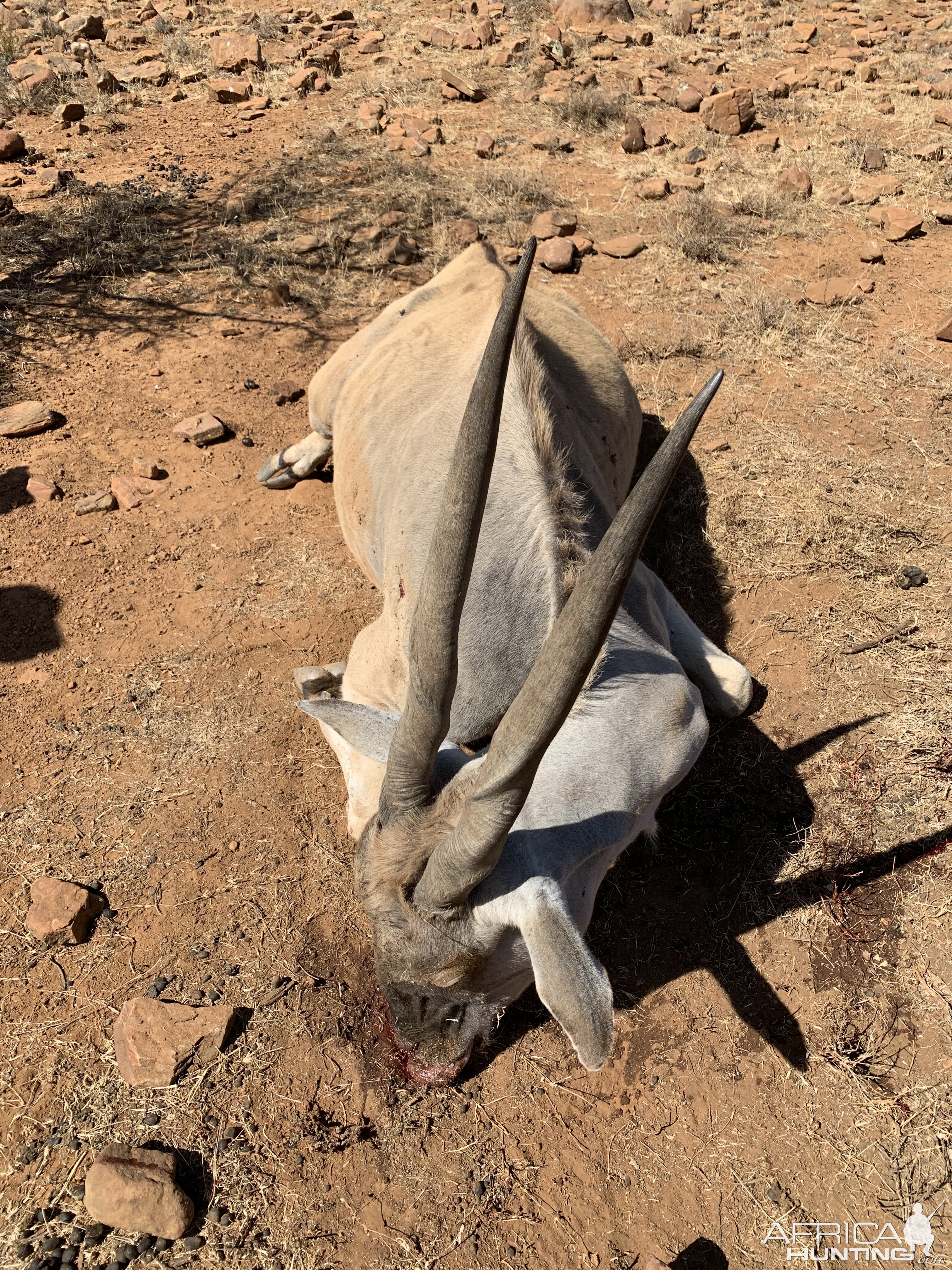 South Africa Hunting Eland