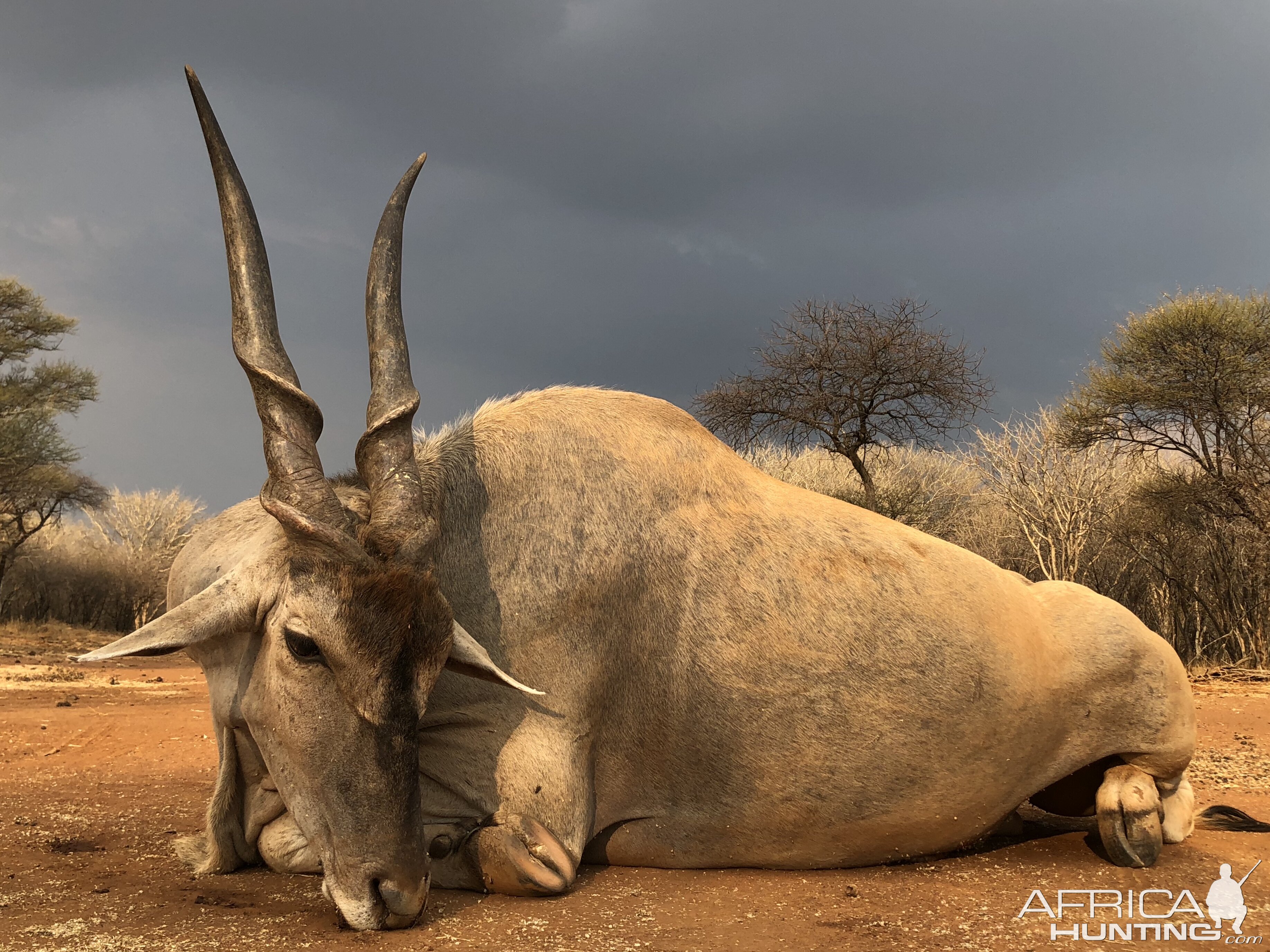 South Africa Hunting Eland