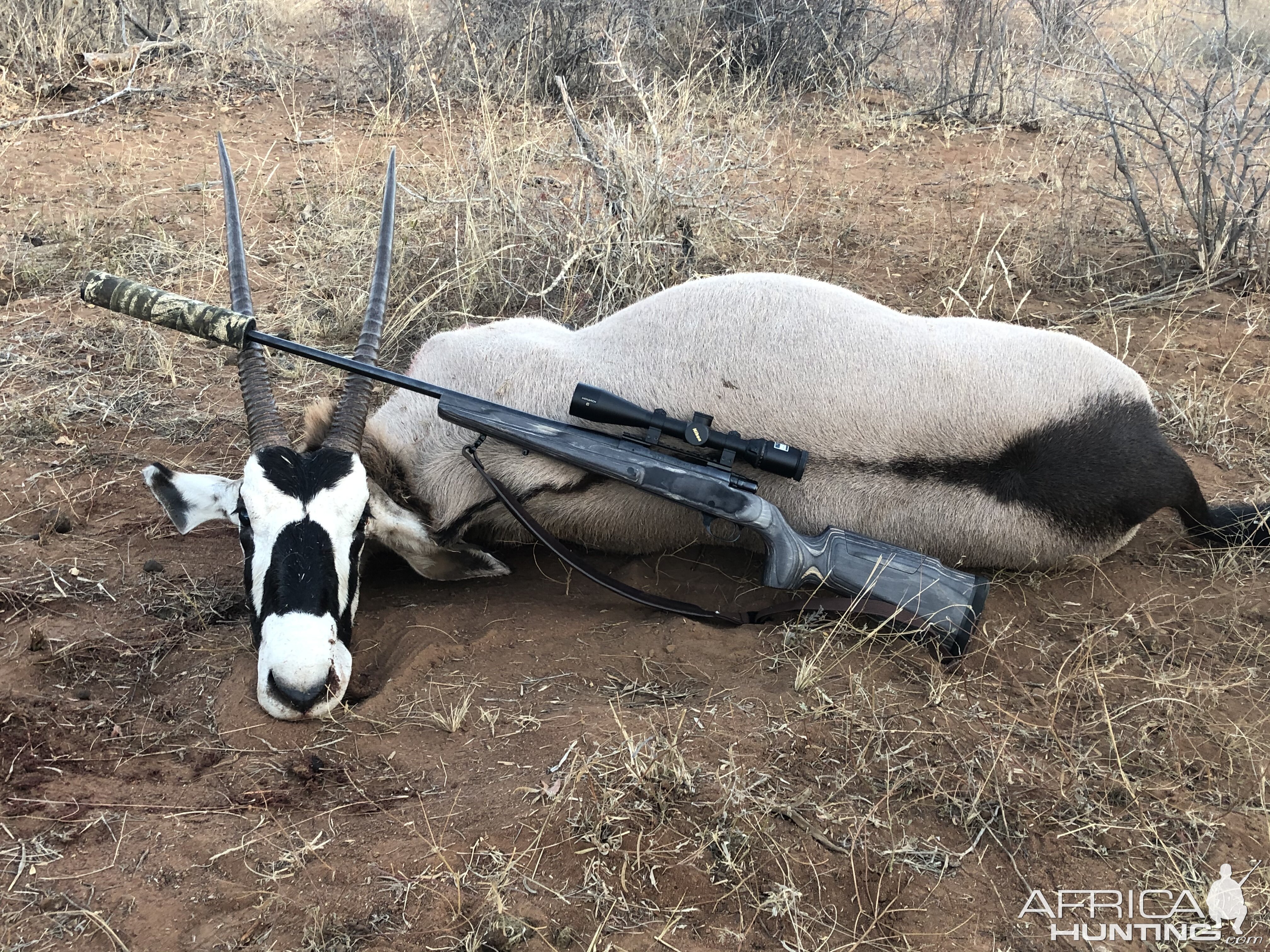 South Africa Hunting Gemsbok