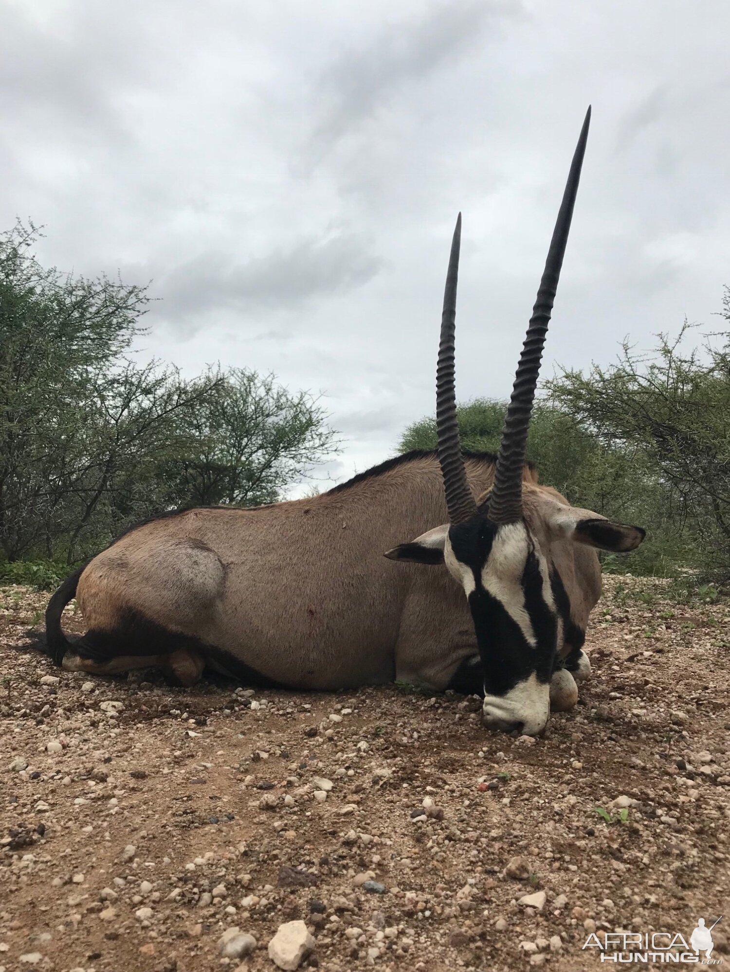 South Africa Hunting Gemsbok