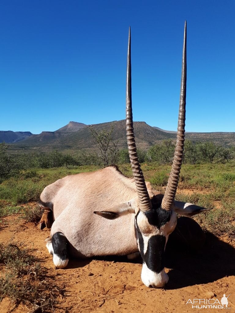 South Africa Hunting Gemsbok