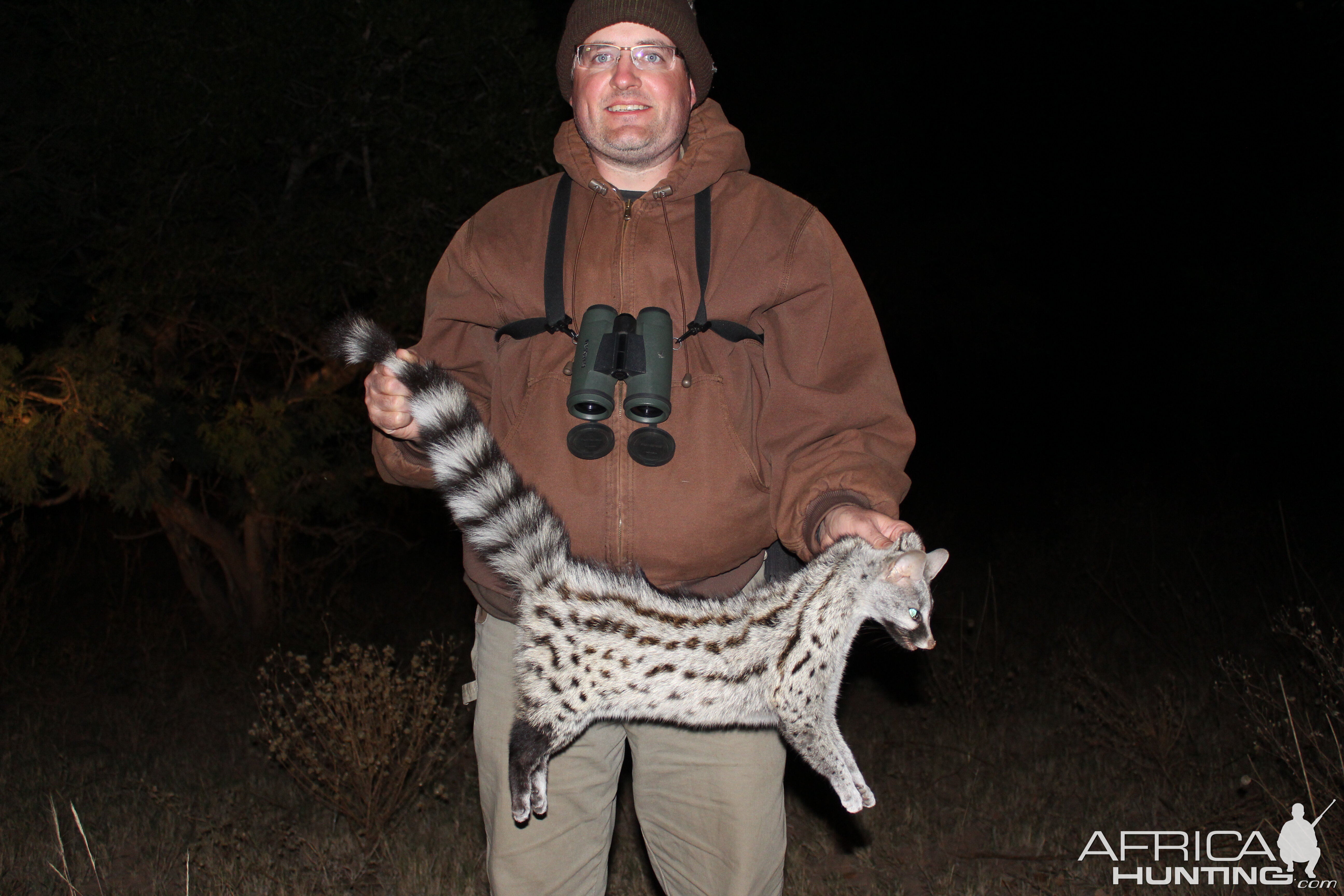 South Africa Hunting Genet Cat