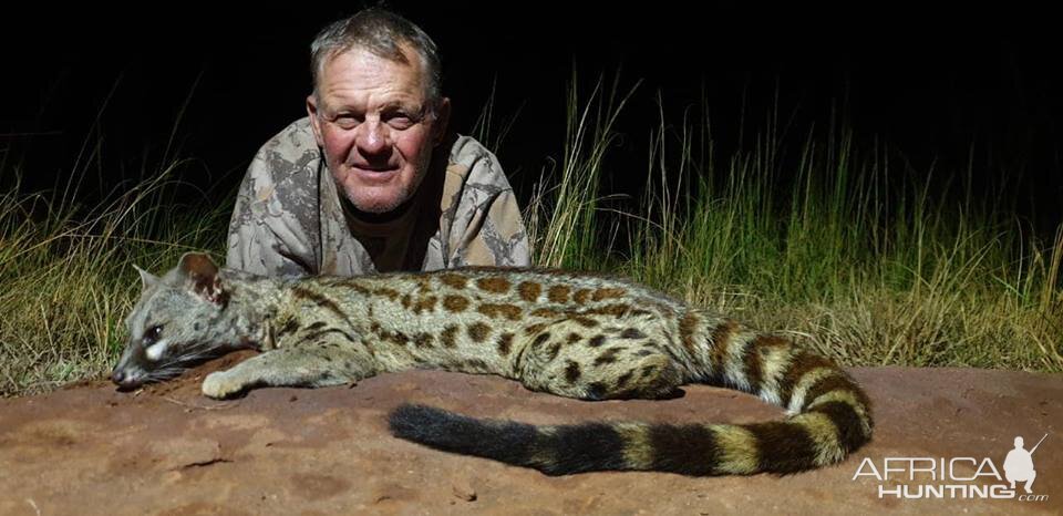 South Africa Hunting Genet Cat