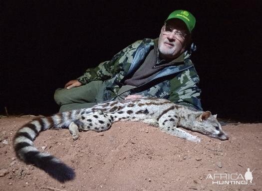 South Africa Hunting Genet Cat