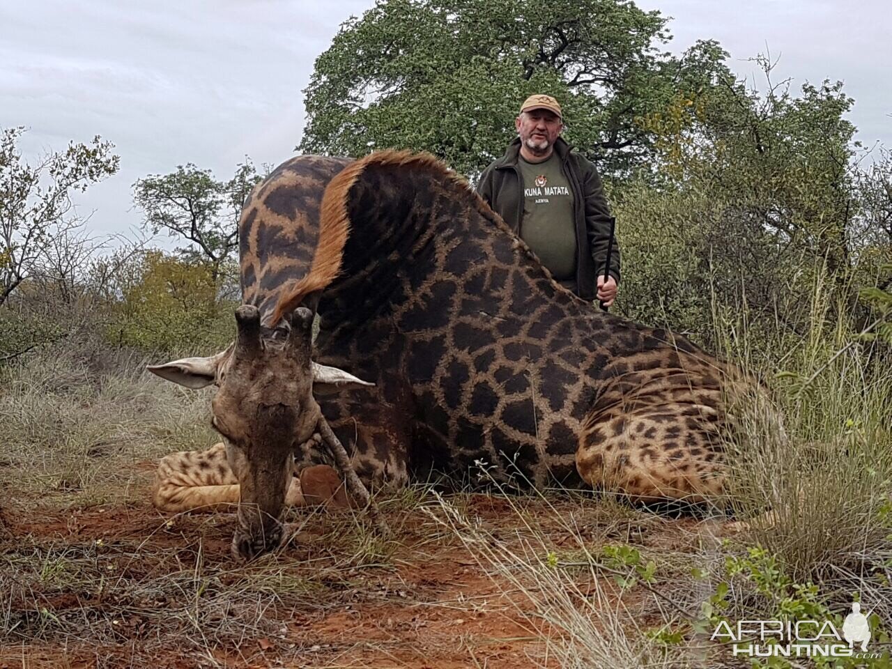 South Africa Hunting Giraffe