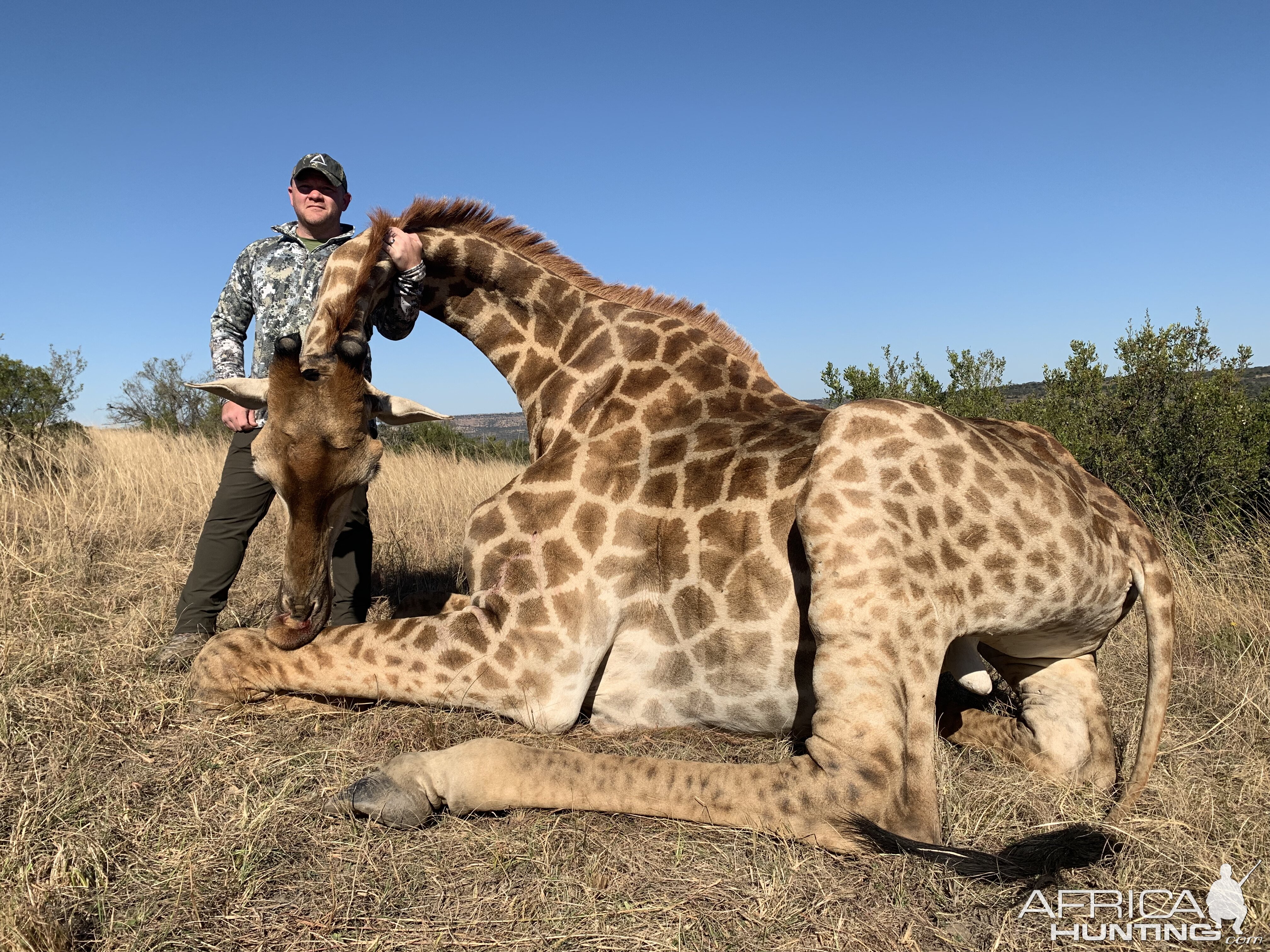 South Africa Hunting Giraffe