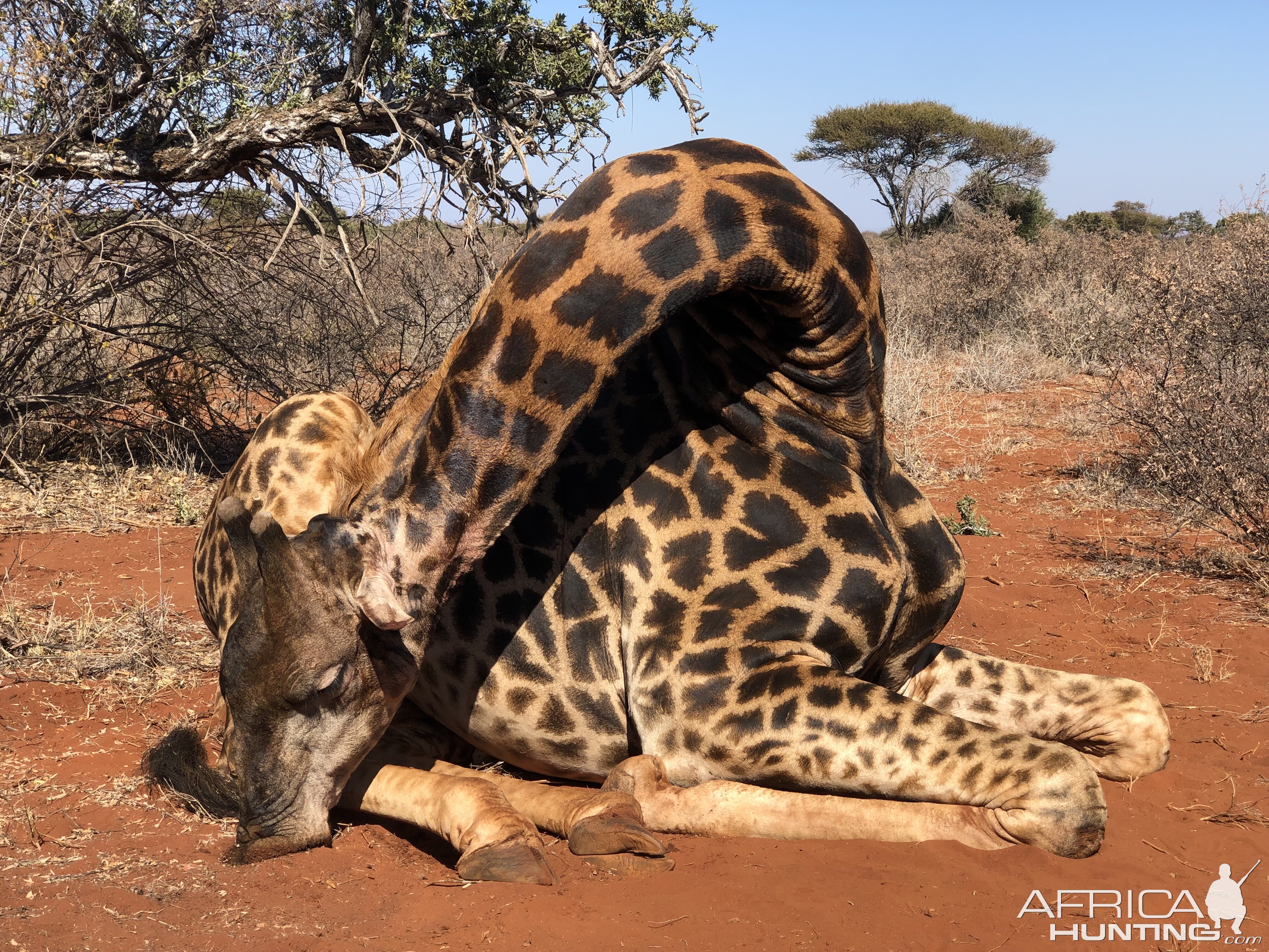 South Africa Hunting Giraffe