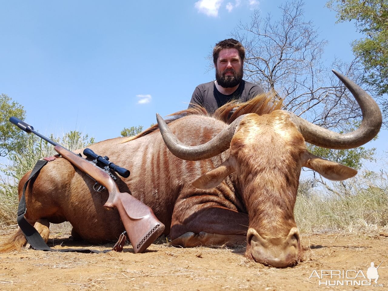 South Africa Hunting Golden Wildebeest