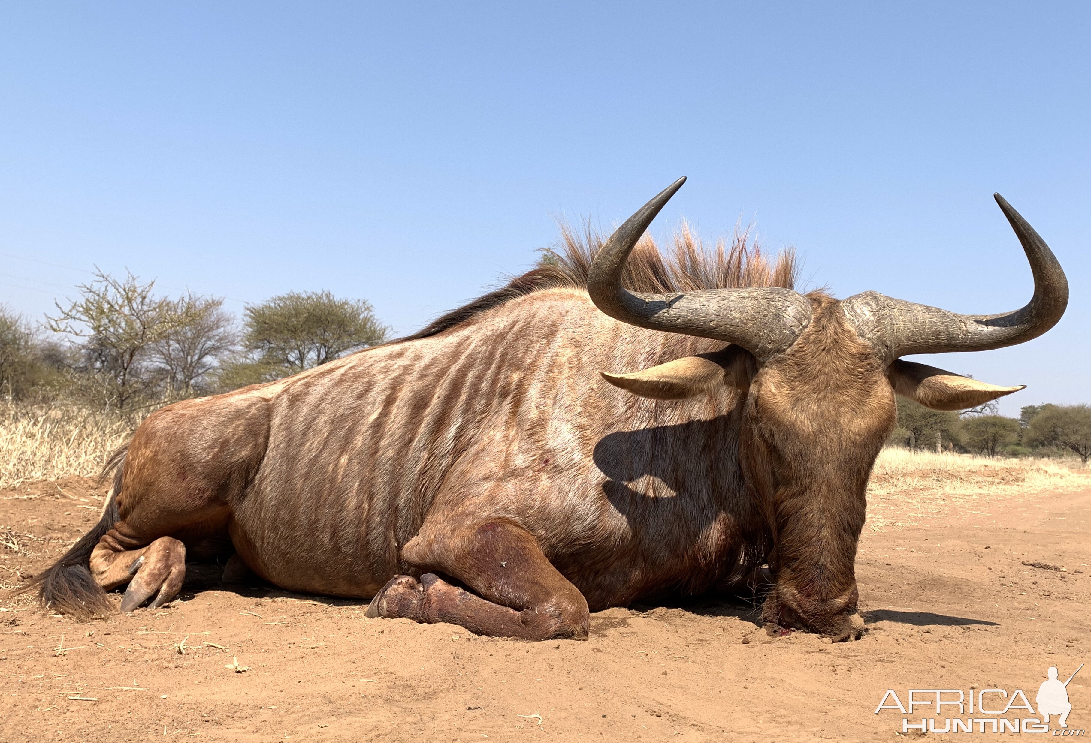 South Africa Hunting Golden Wildebeest