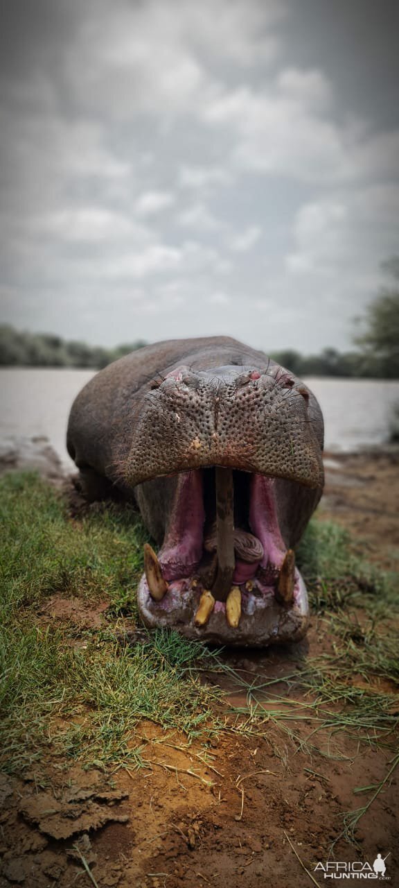 South Africa Hunting Hippo